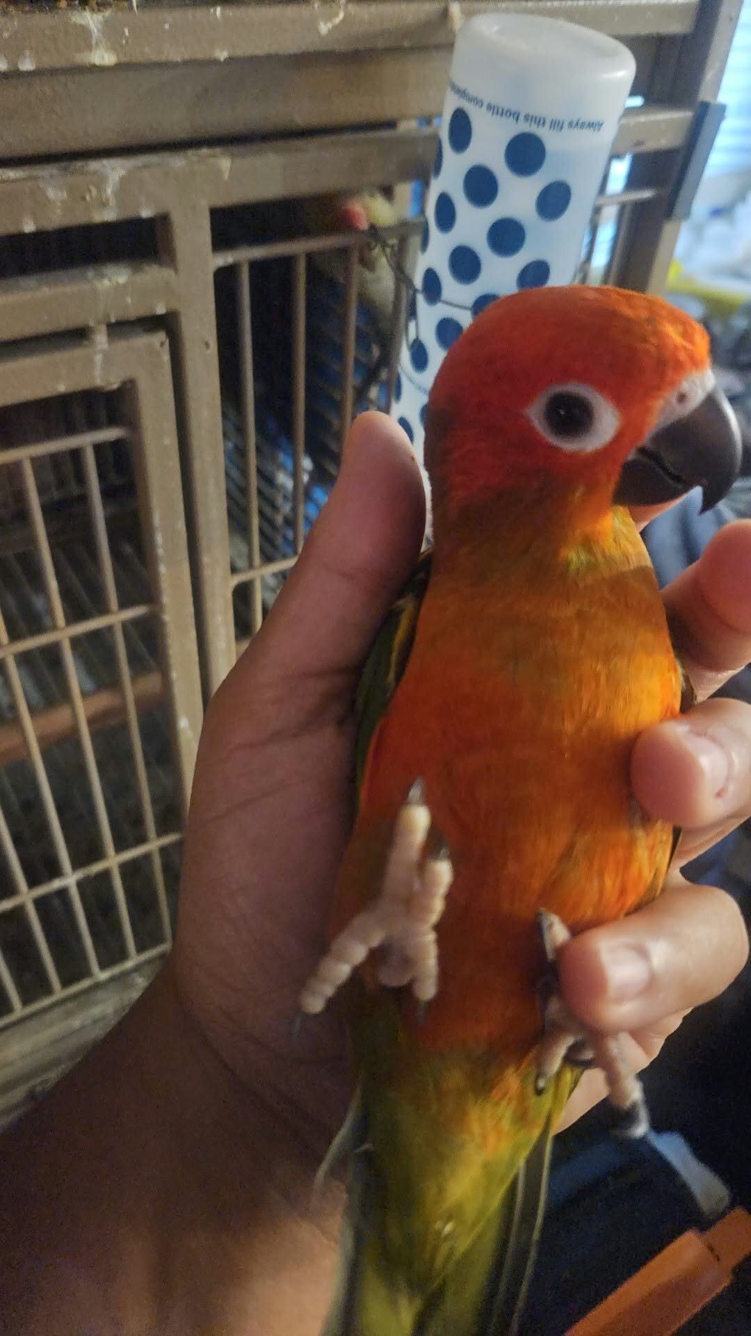 Redfactor Sun Conure image 1