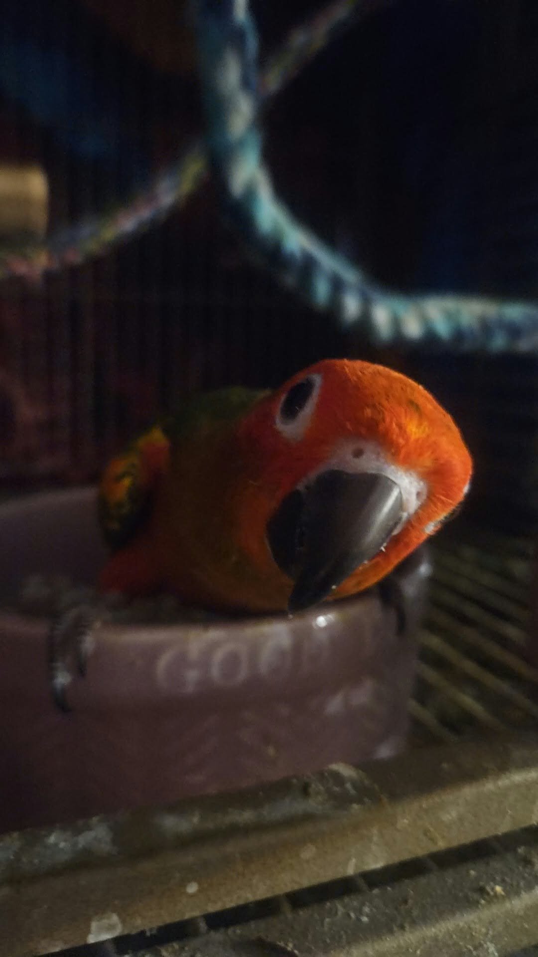 Redfactor Sun Conure image 2