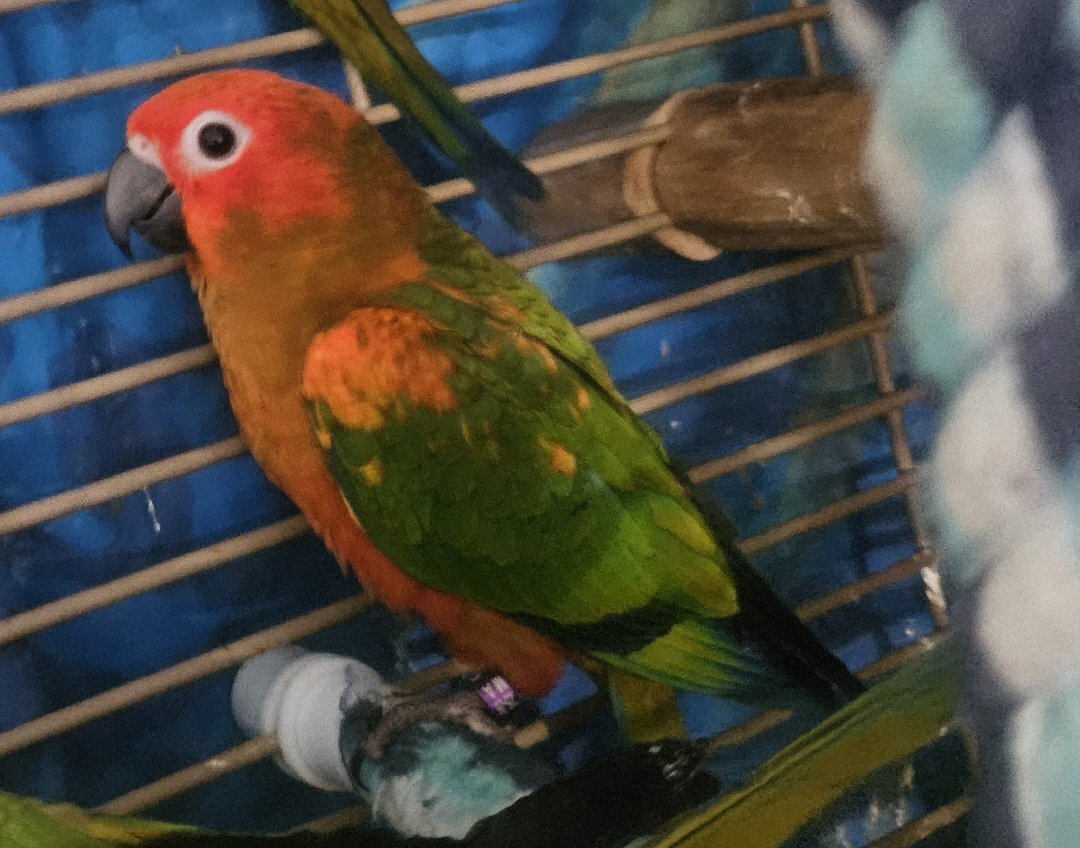 Redfactor Sun Conure image 3