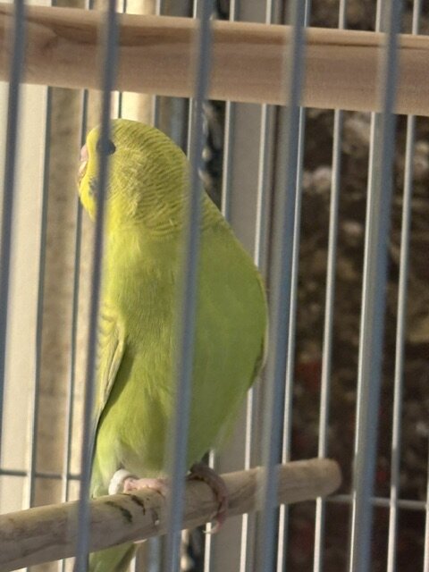 Budgerigar (Budgie) For sale $40.00/each image 4