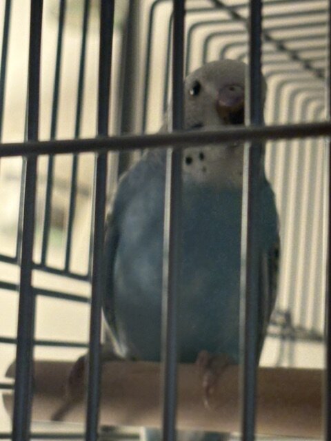 Budgerigar (Budgie) For sale $40.00/each image 3