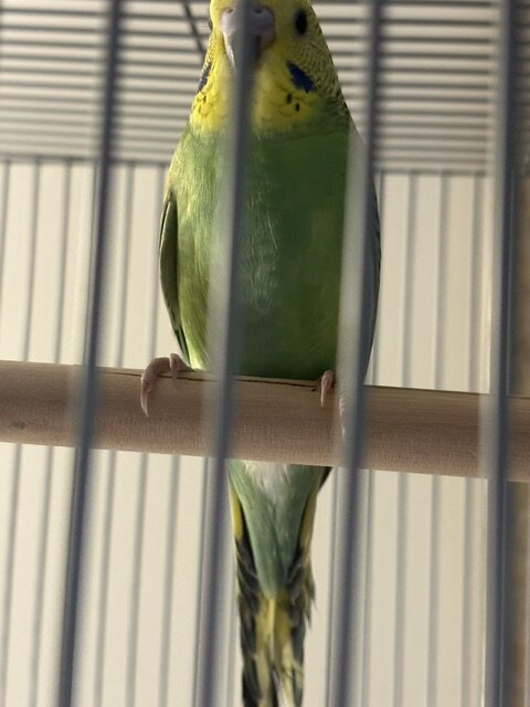 Budgerigar (Budgie) For sale $40.00/each image 2