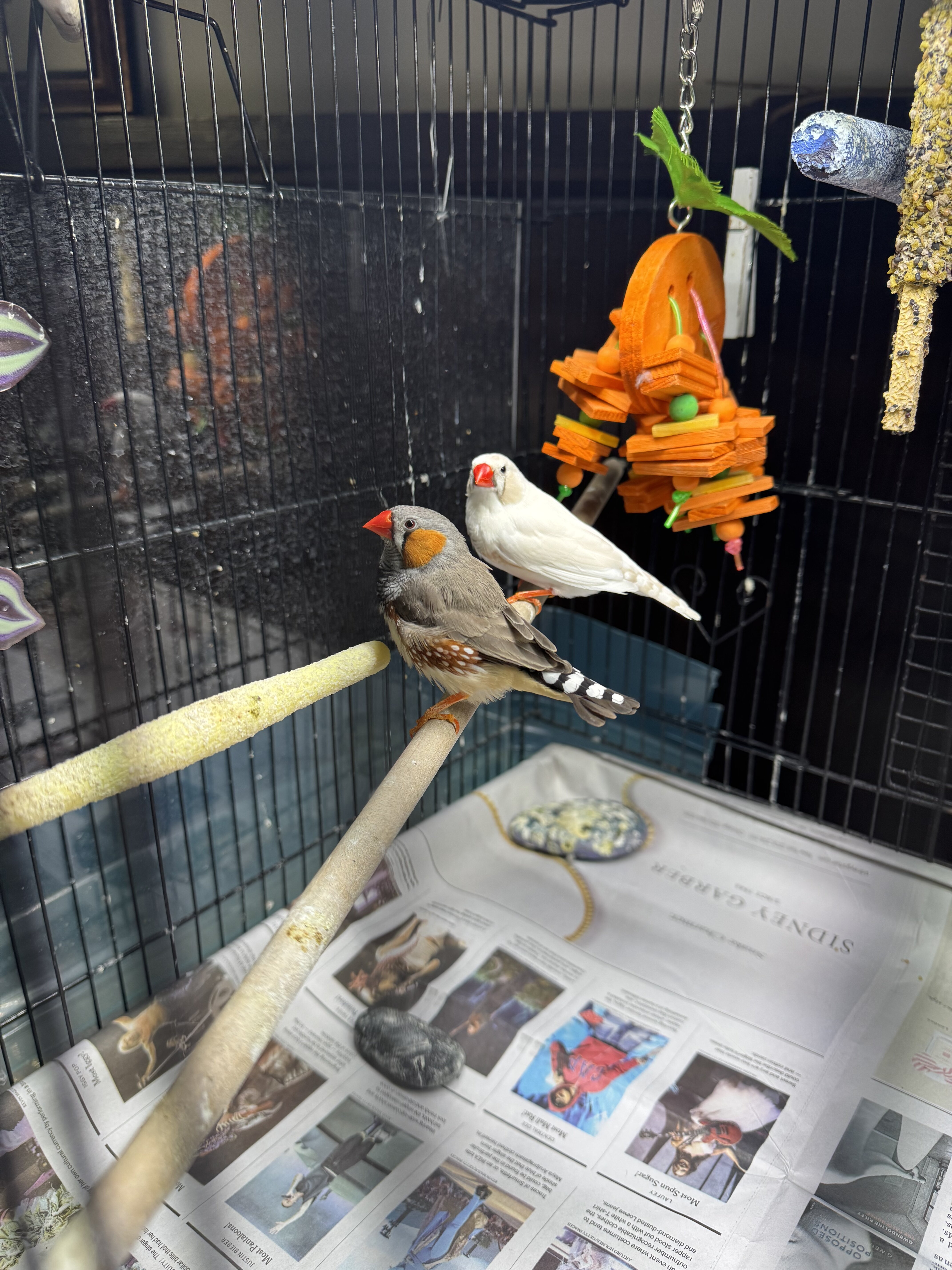 Total finch package image 3