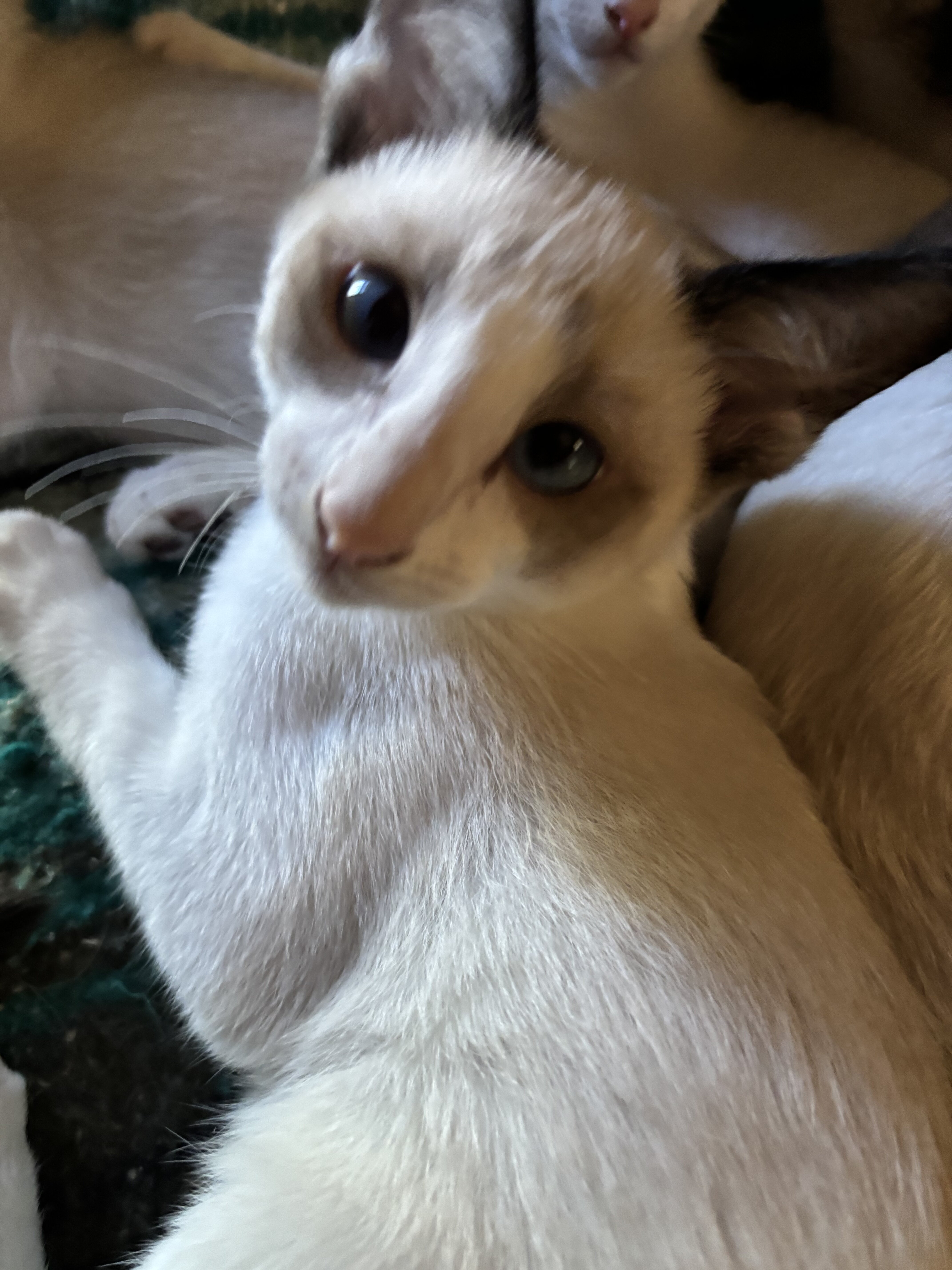 Beautiful Snowshoe Siamese kittens image 3