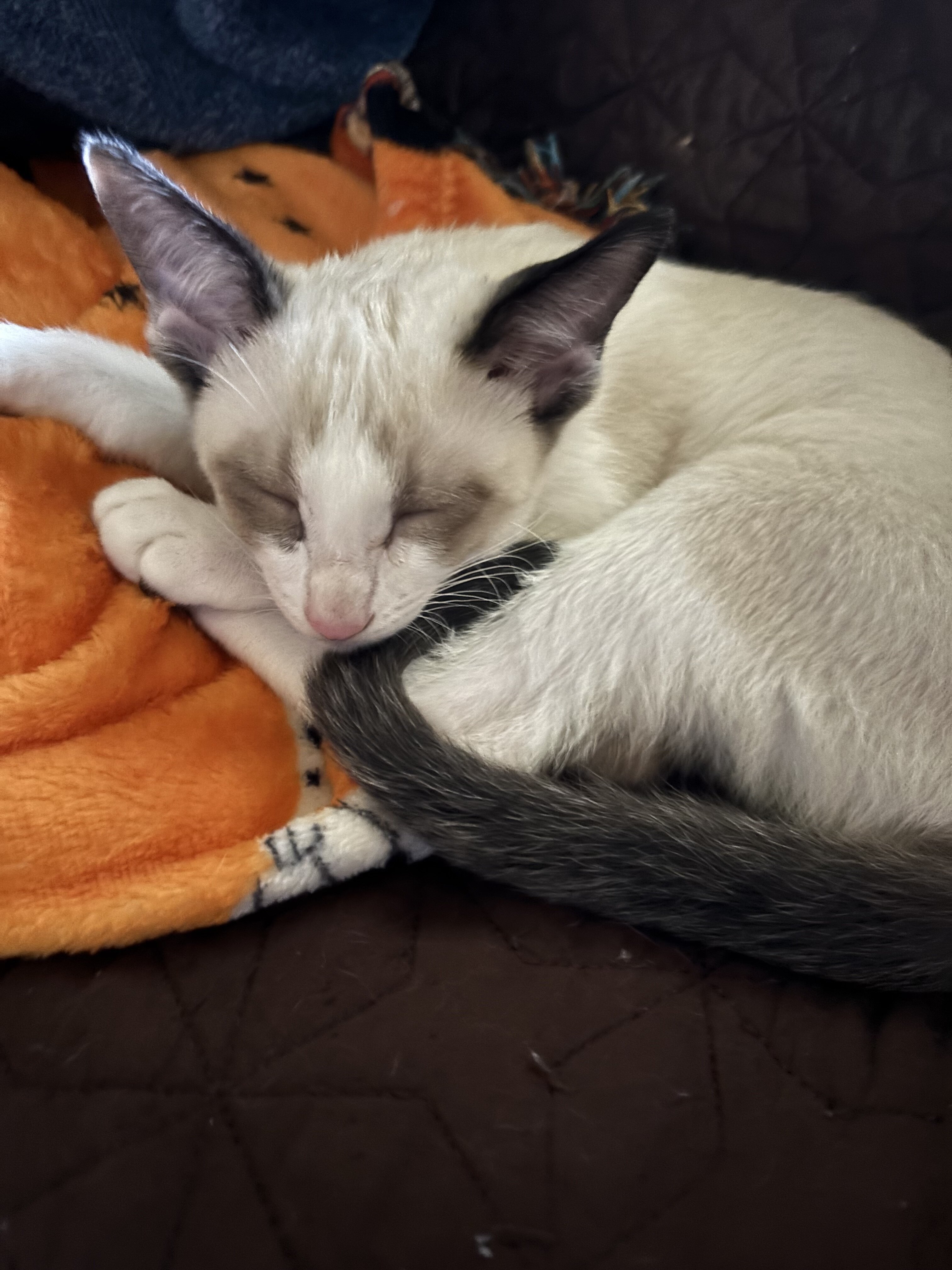 Beautiful Snowshoe Siamese kittens image 2