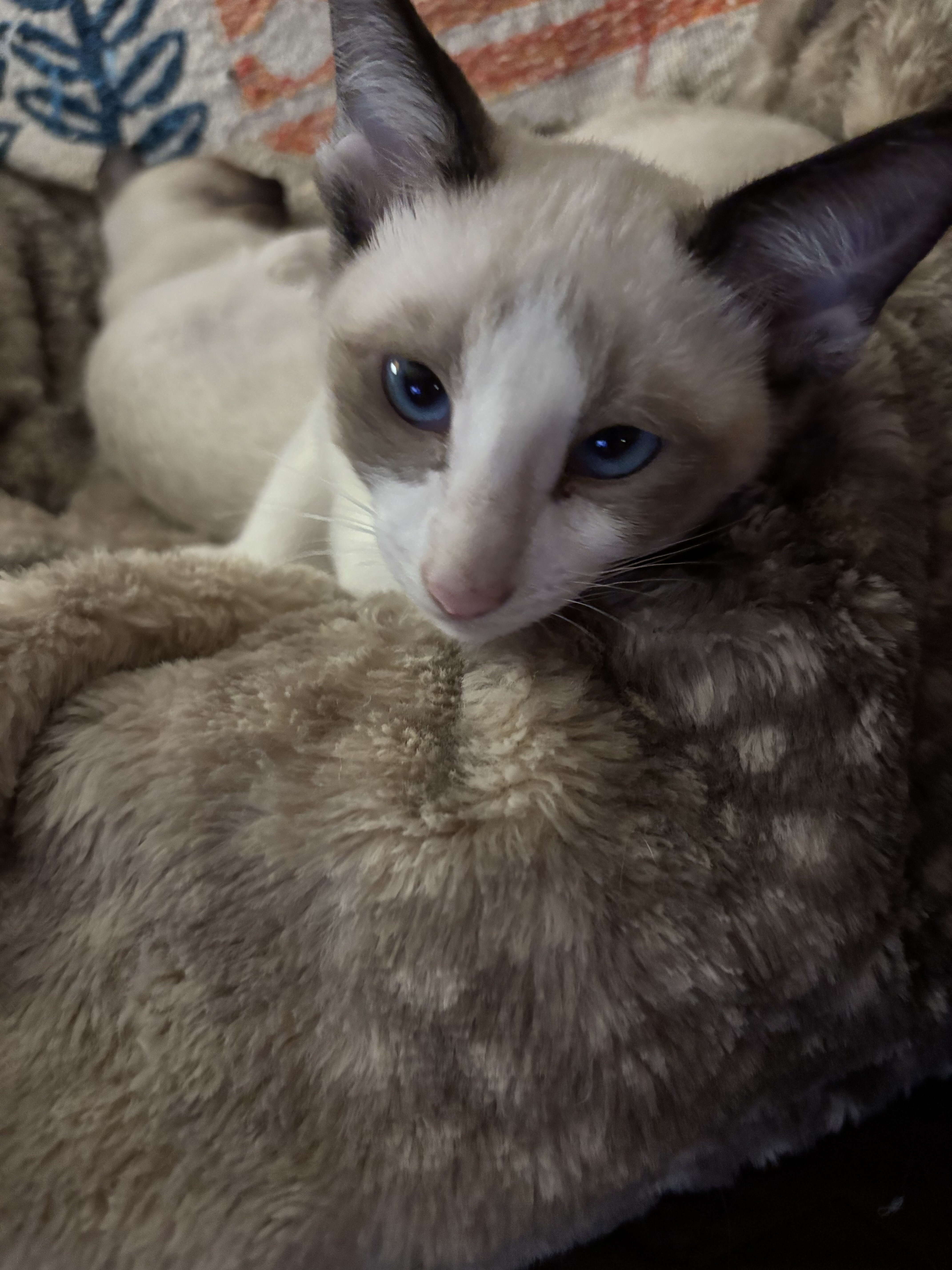 Beautiful Snowshoe Siamese kittens image 1