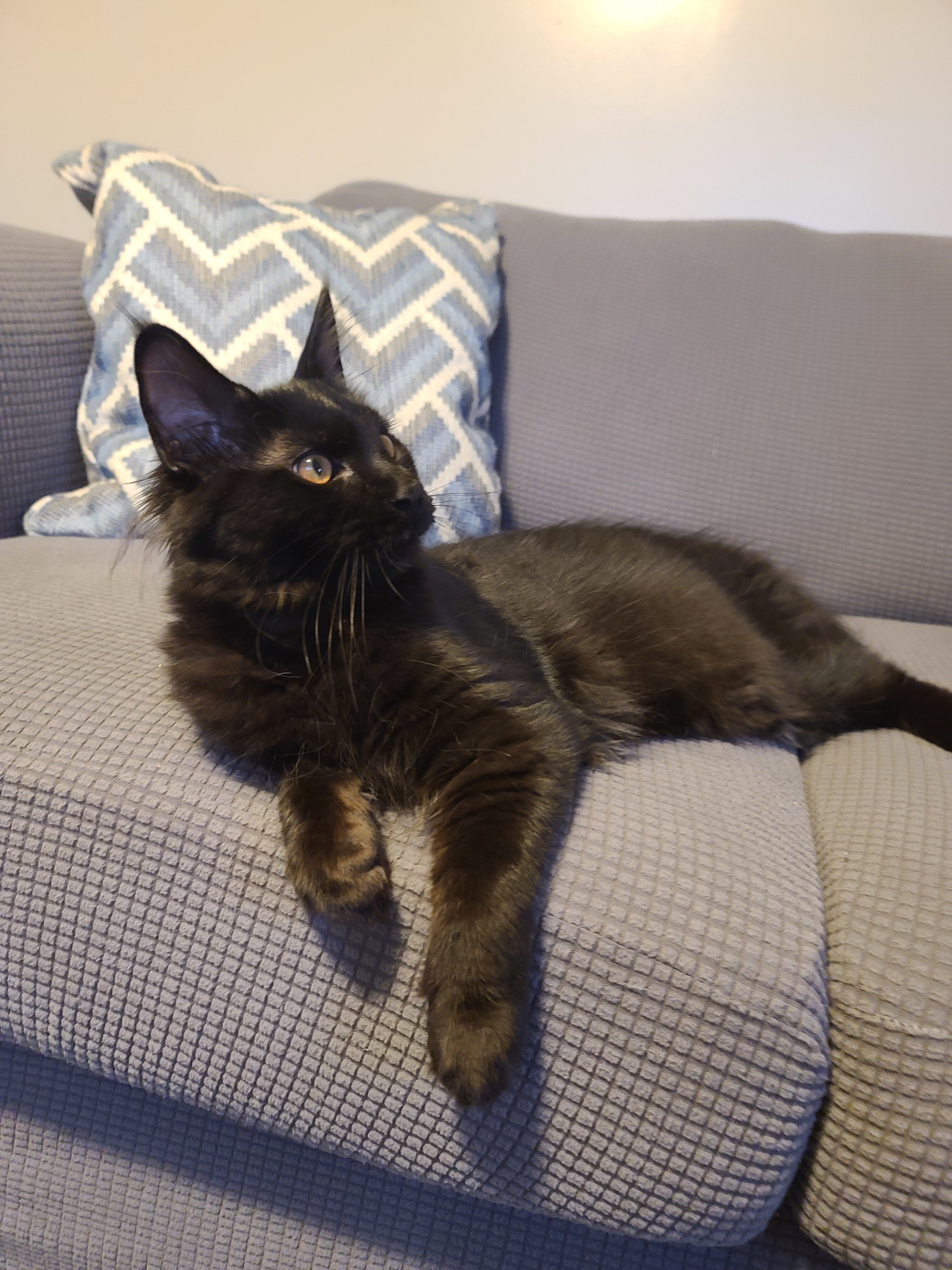Maine Coon kitten, European bloodlines image 5