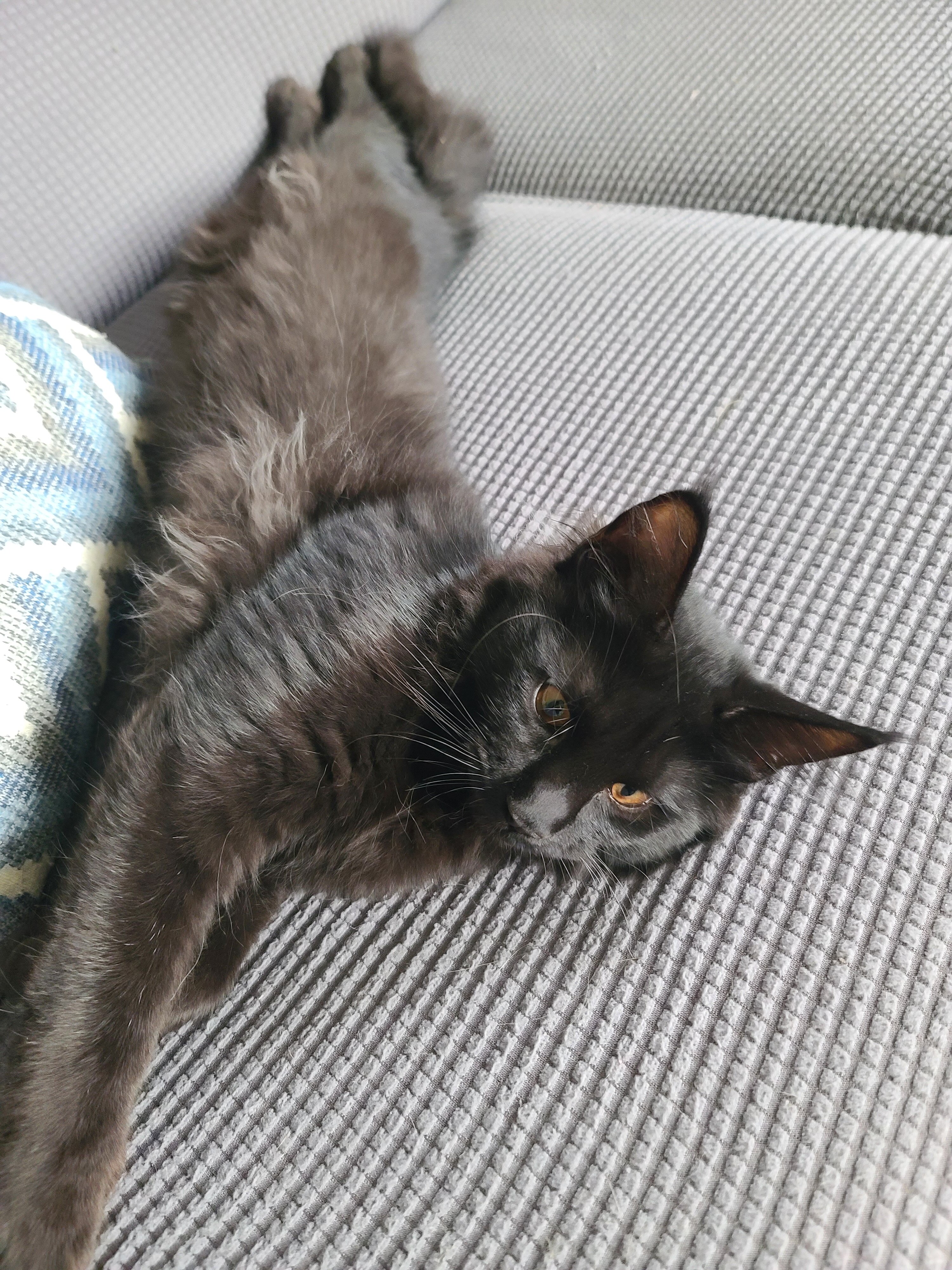 Maine Coon kitten, European bloodlines image 1