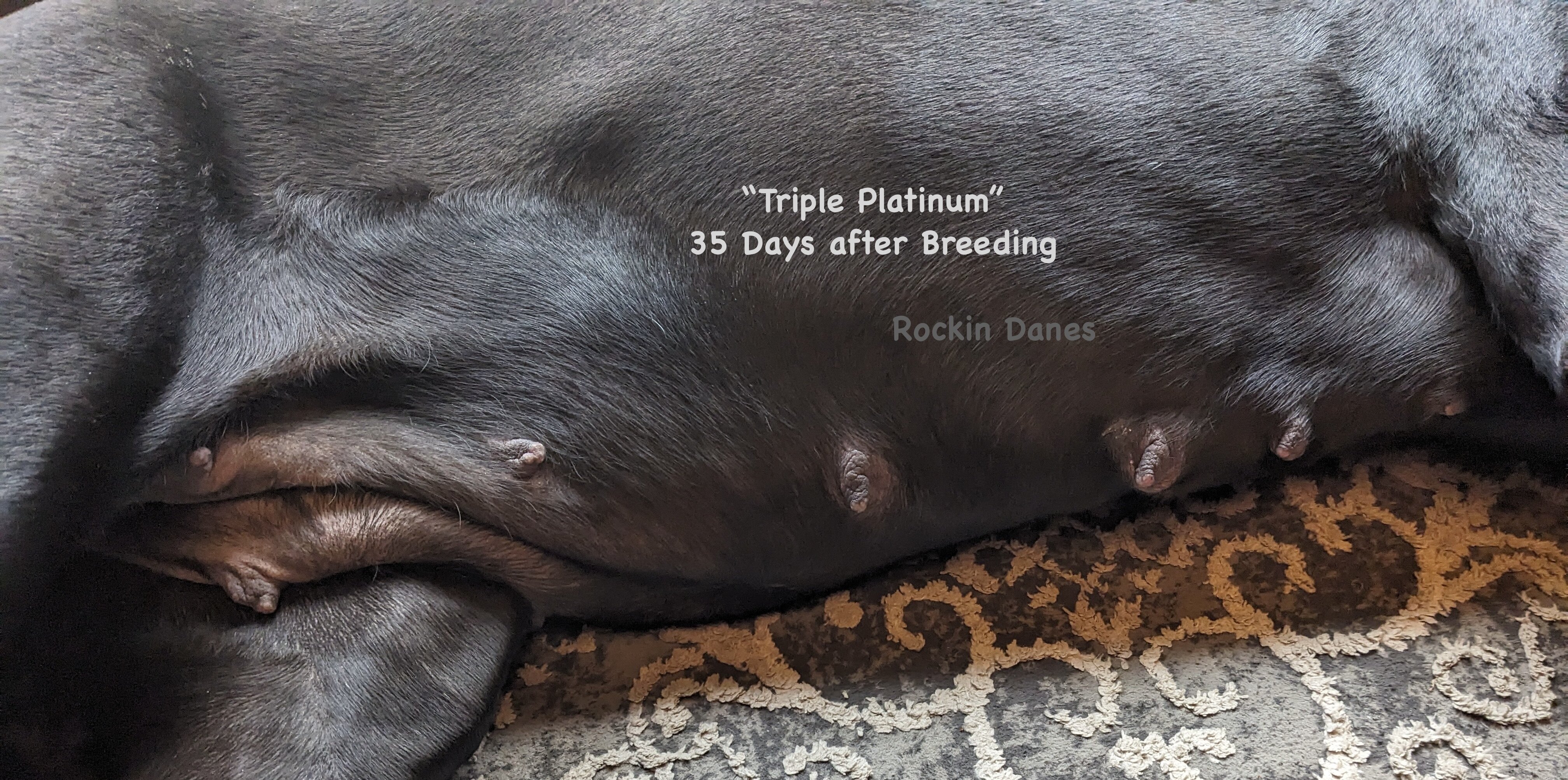 AKC Champion Great Dane pups OFA tested image 3