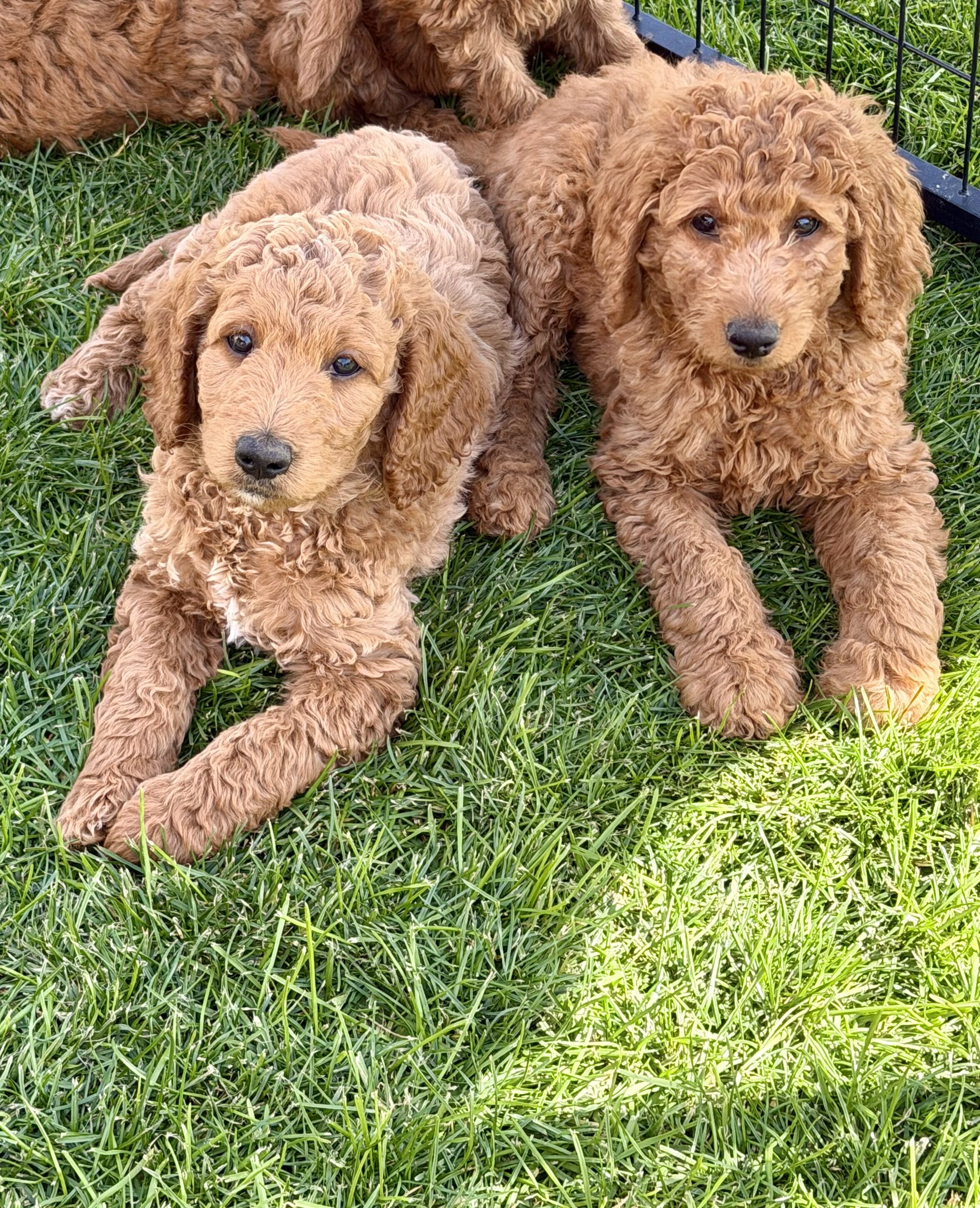 Goldendoodle image 1