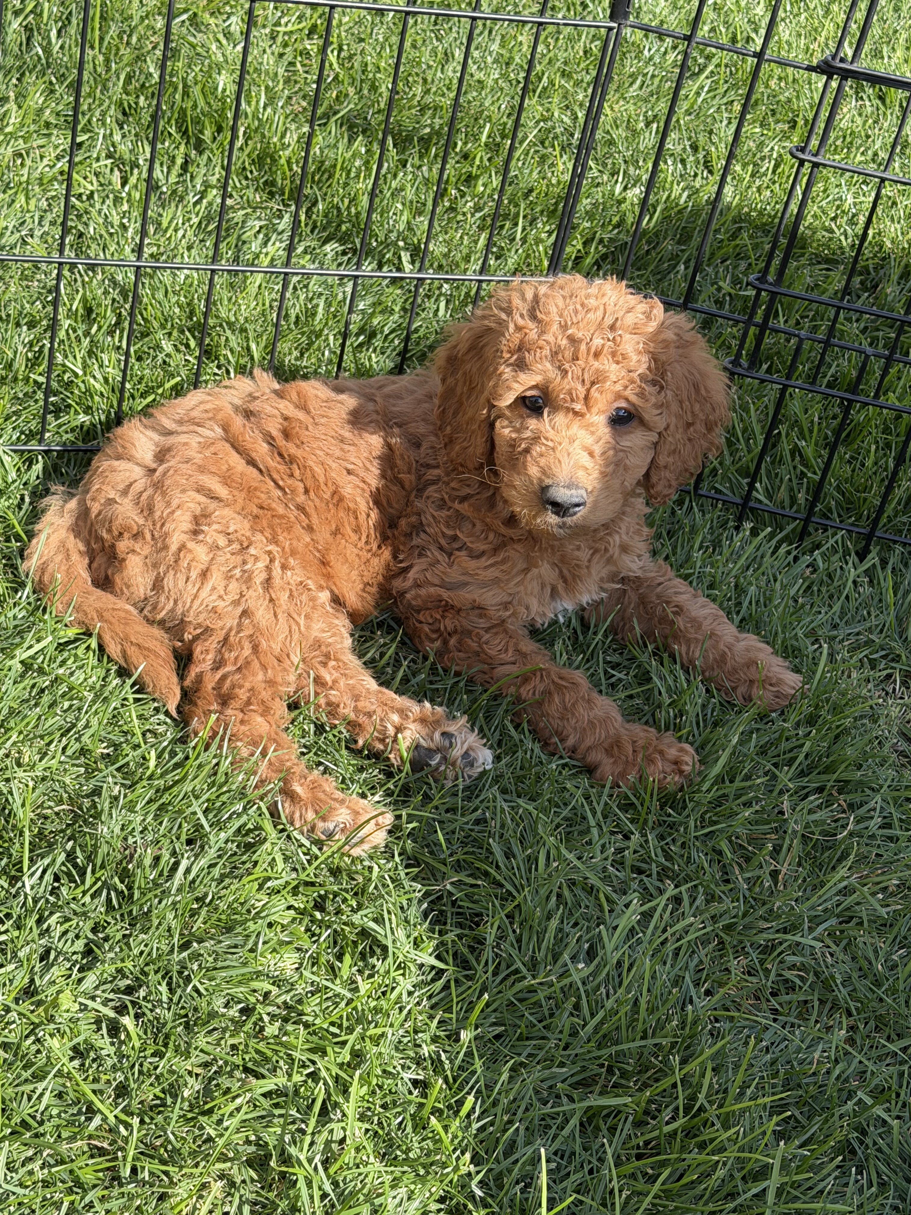 Goldendoodle image 2