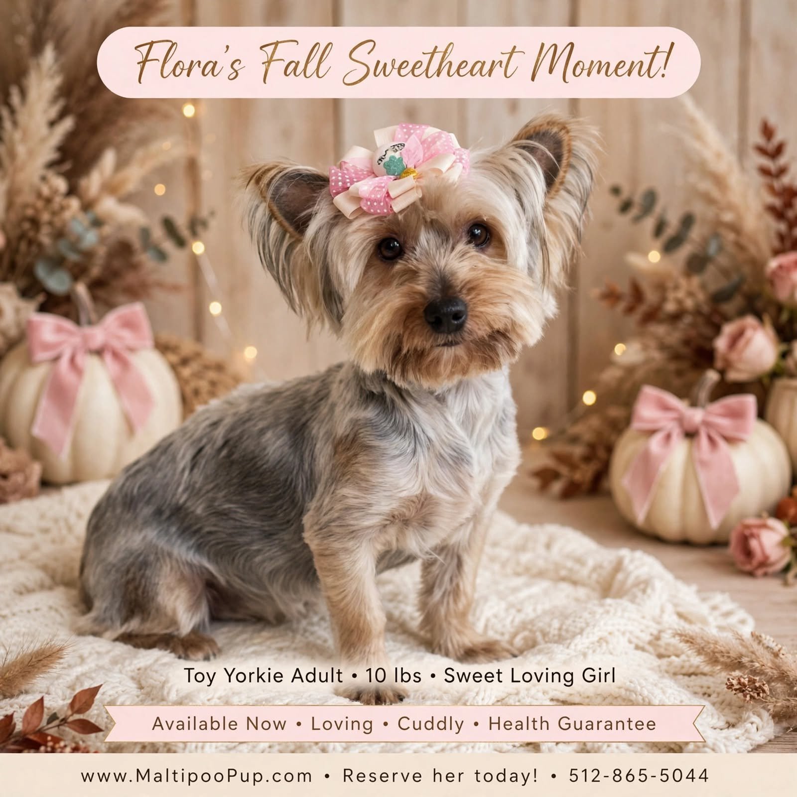 Yorkshire Terrier Puppy for Sale - Flora image 1