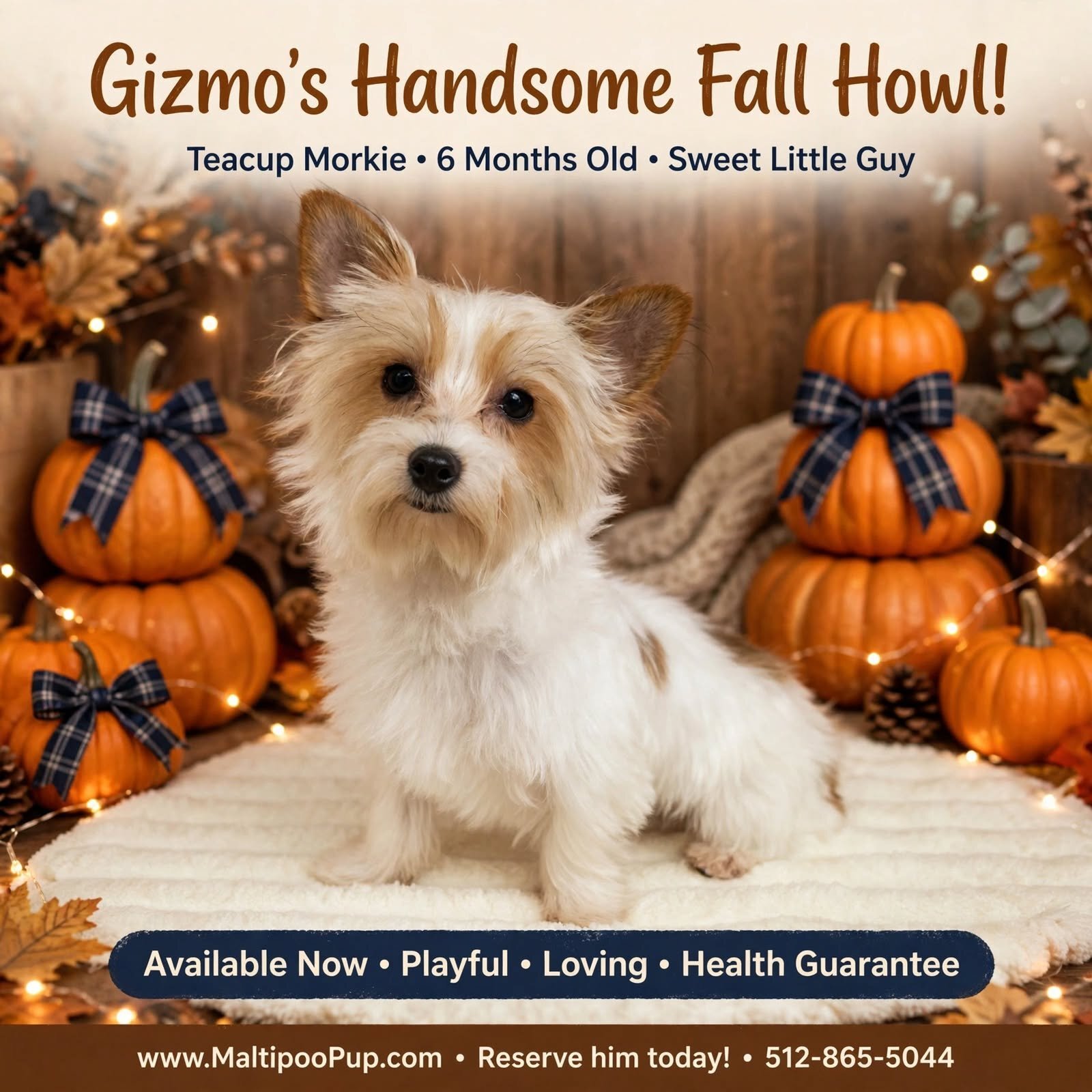 Morkie Puppy for Sale - Gizmo image 1