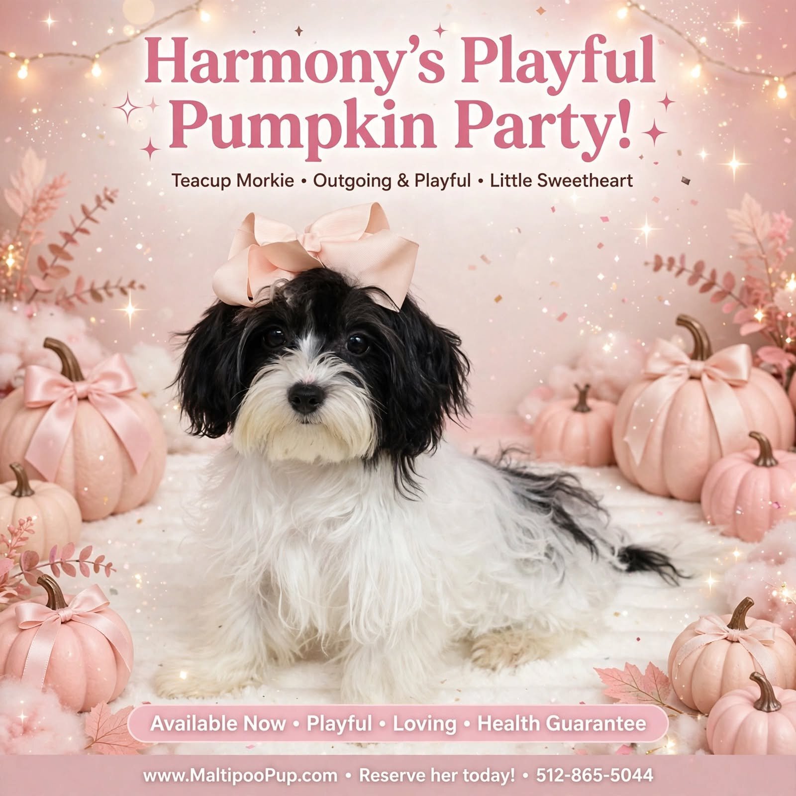 Morkie Puppy for Sale - Harmony image 1