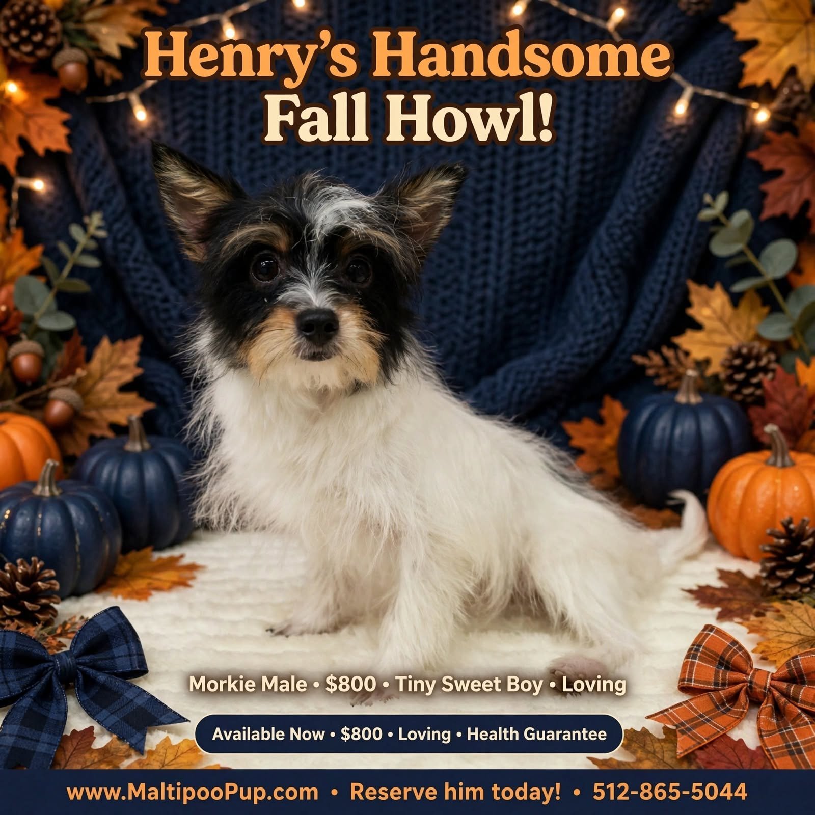 Morkie Puppy for Sale - Henry image 1