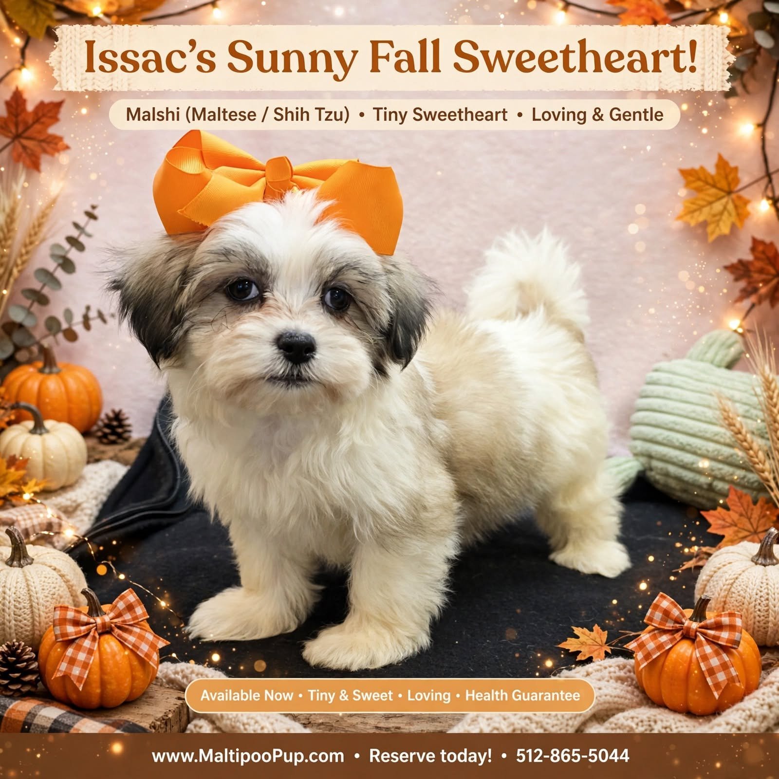 Shih Tzu Puppy for Sale - Issac image 1