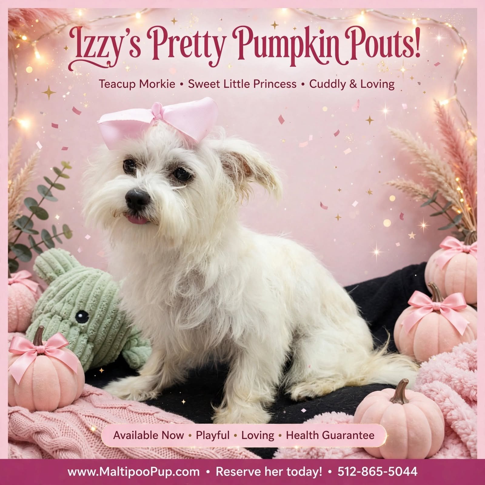 Morkie Puppy for Sale - Izzy image 1