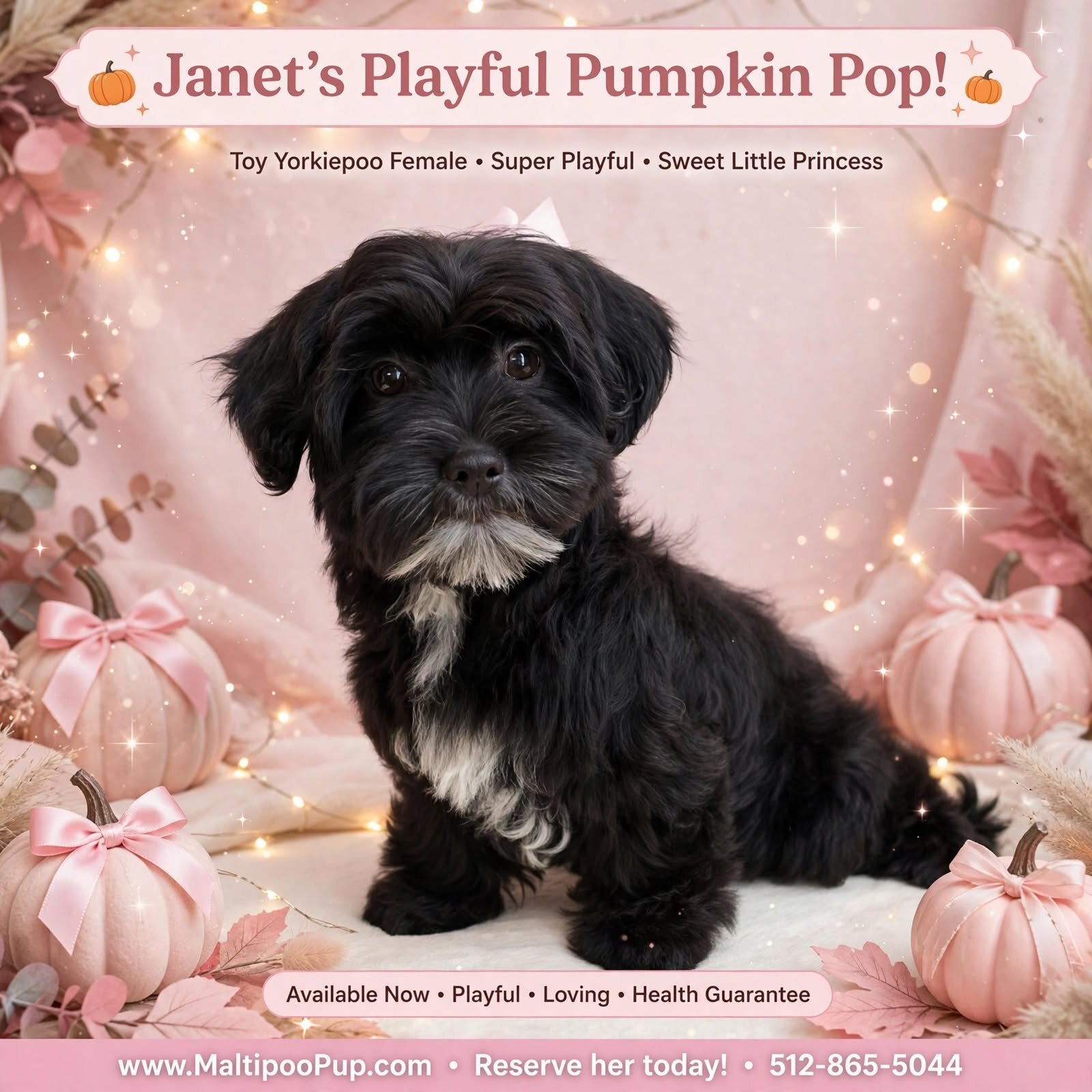 Yorkiepoo Puppy for Sale - Janet image 1