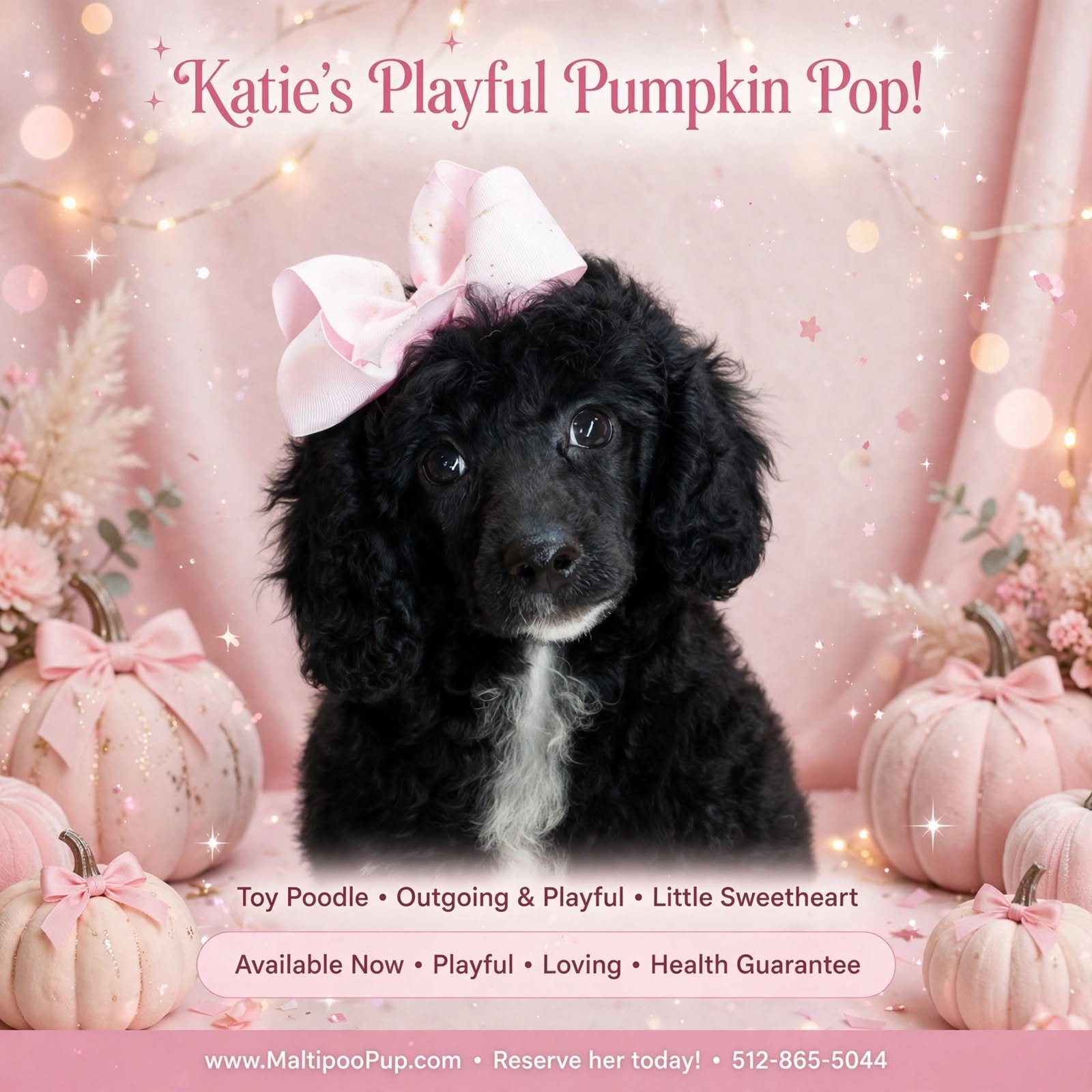 Poodle Puppy for Sale - Katie image 1