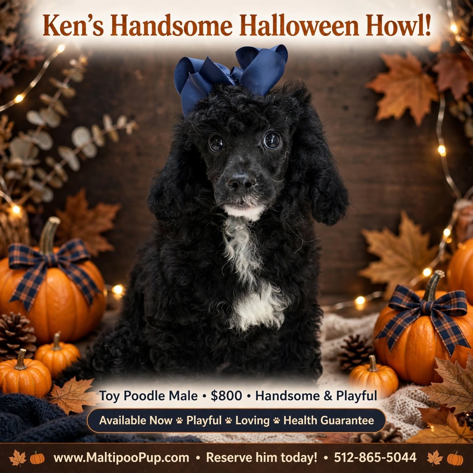 Poodle Puppy for Sale - Ken image 1