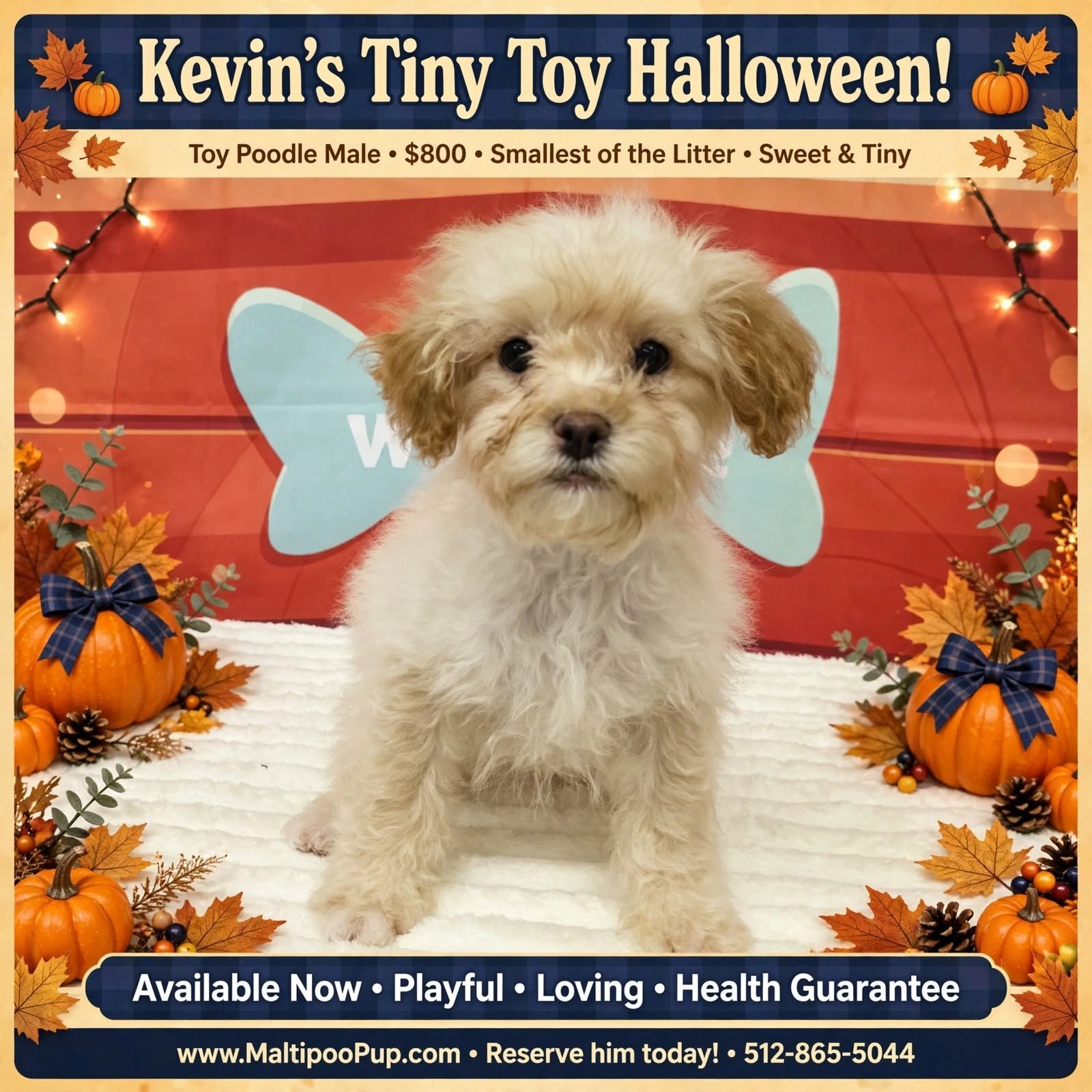 Poodle Puppy for Sale - Kevin image 1