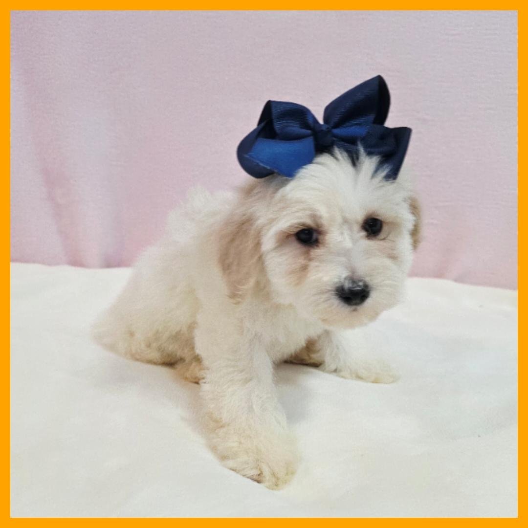Maltipoo Puppy for Sale - Orlando image 2