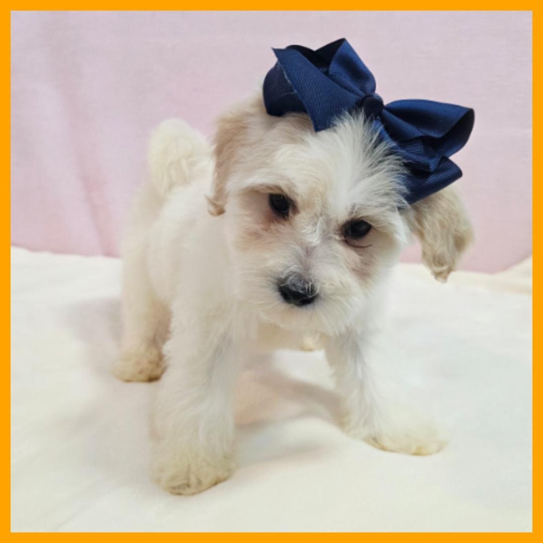 Maltipoo Puppy for Sale - Orlando image 3