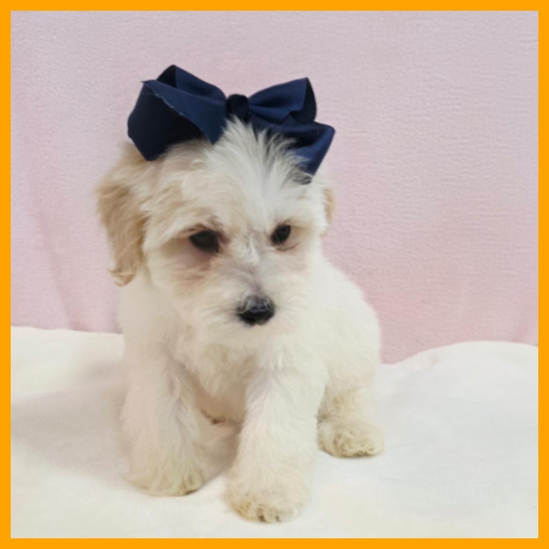 Maltipoo Puppy for Sale - Orlando image 4