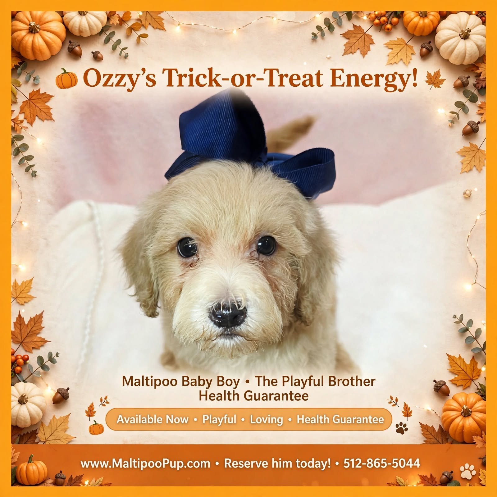 Maltipoo Puppy for Sale - Ozzy image 1