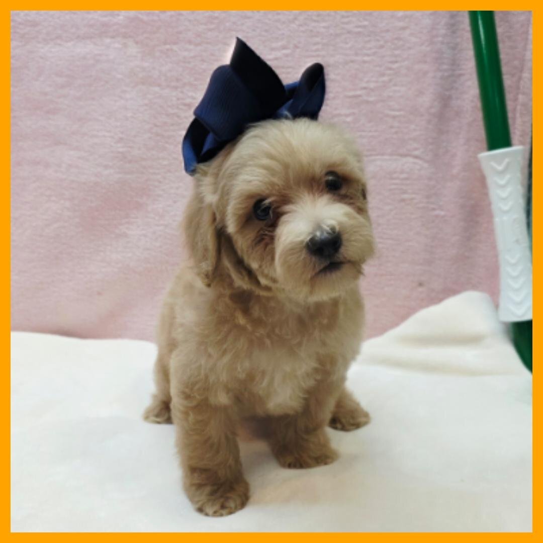 Maltipoo Puppy for Sale - Ozzy image 2