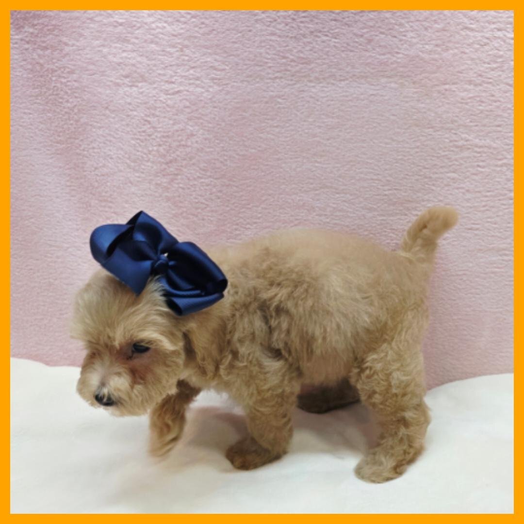 Maltipoo Puppy for Sale - Ozzy image 3