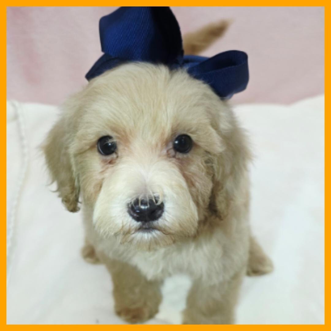 Maltipoo Puppy for Sale - Ozzy image 4