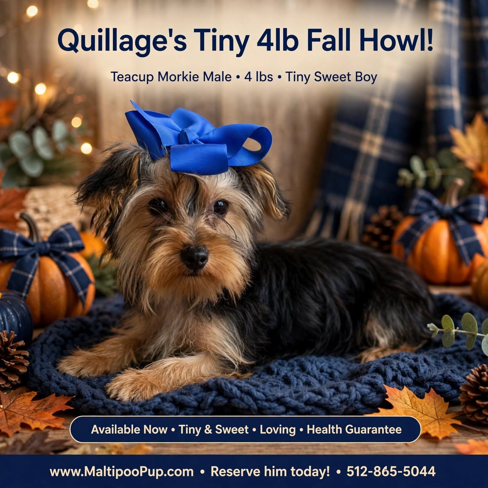 Morkie Puppy for Sale - Quillage image 1