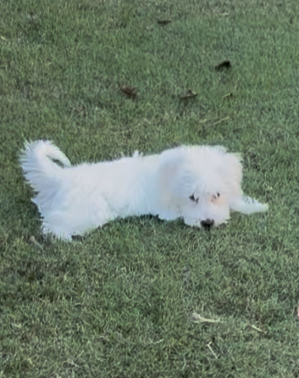 Female Maltipoo mix puppy image 1