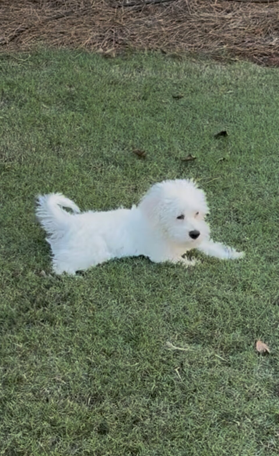 Female Maltipoo mix puppy image 3