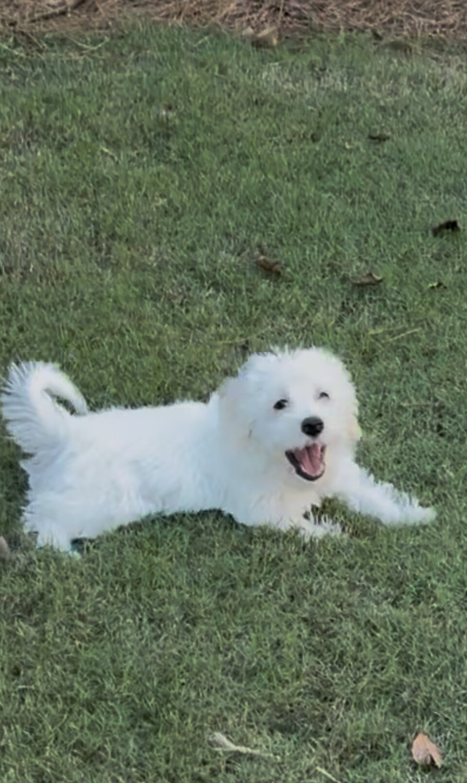 Female Maltipoo mix puppy image 2