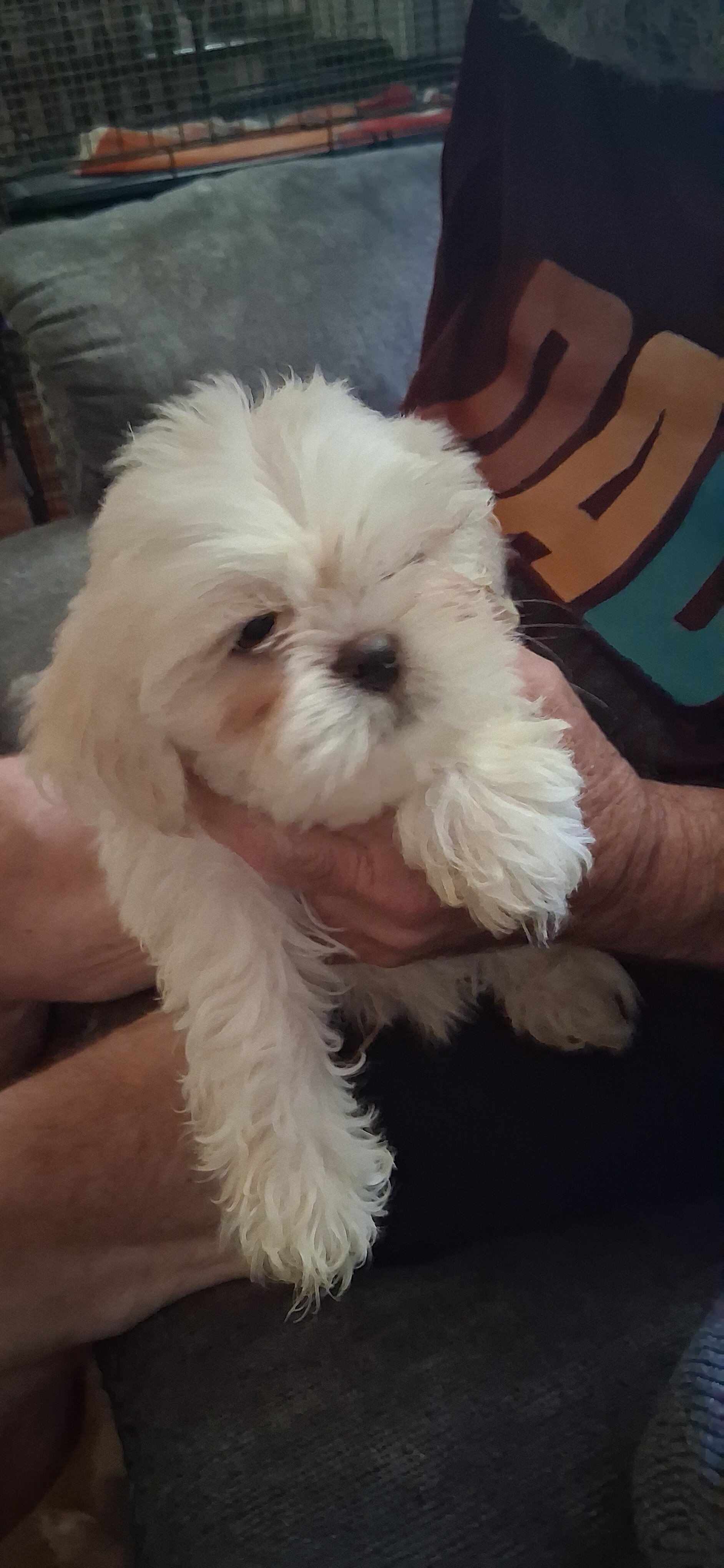 Shihtzu puppies image 5