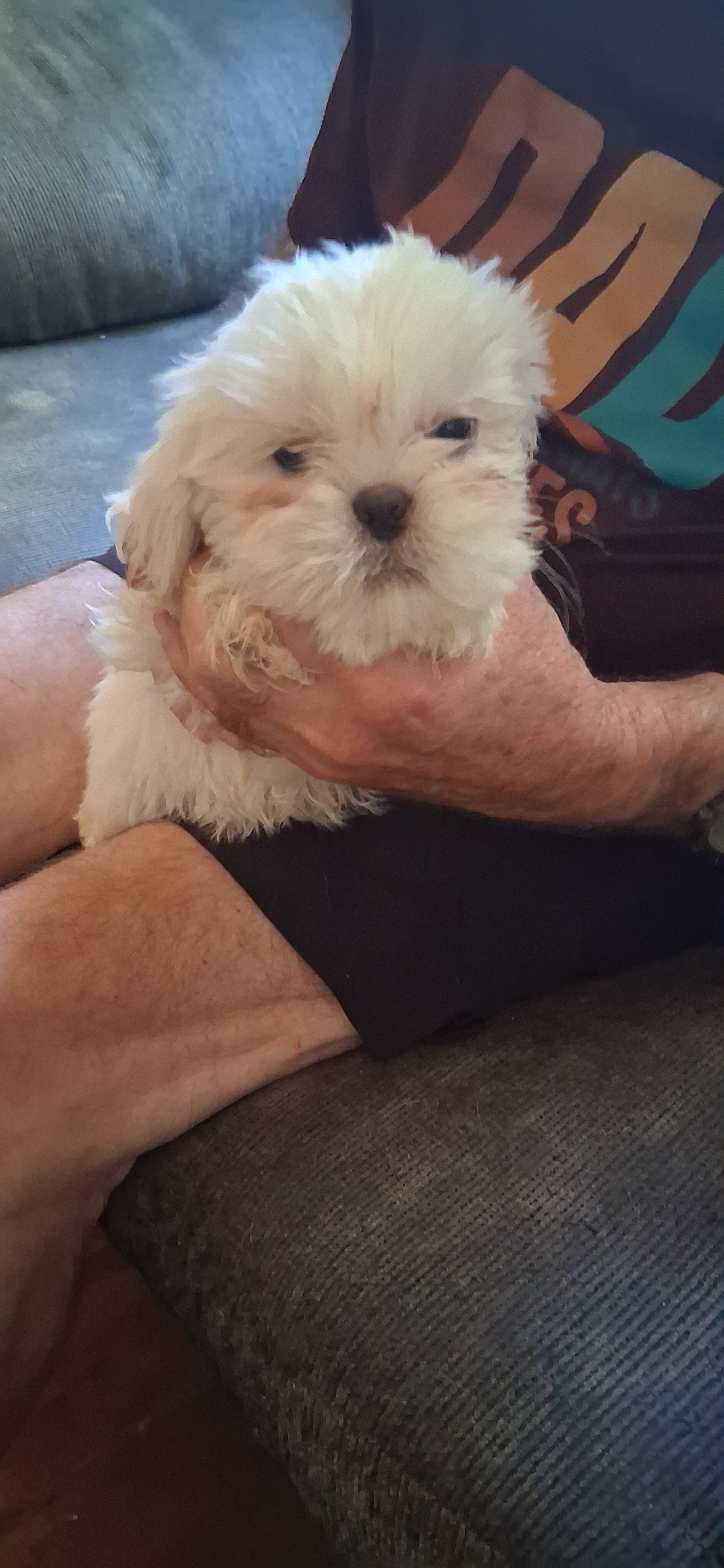 Shihtzu puppies image 4
