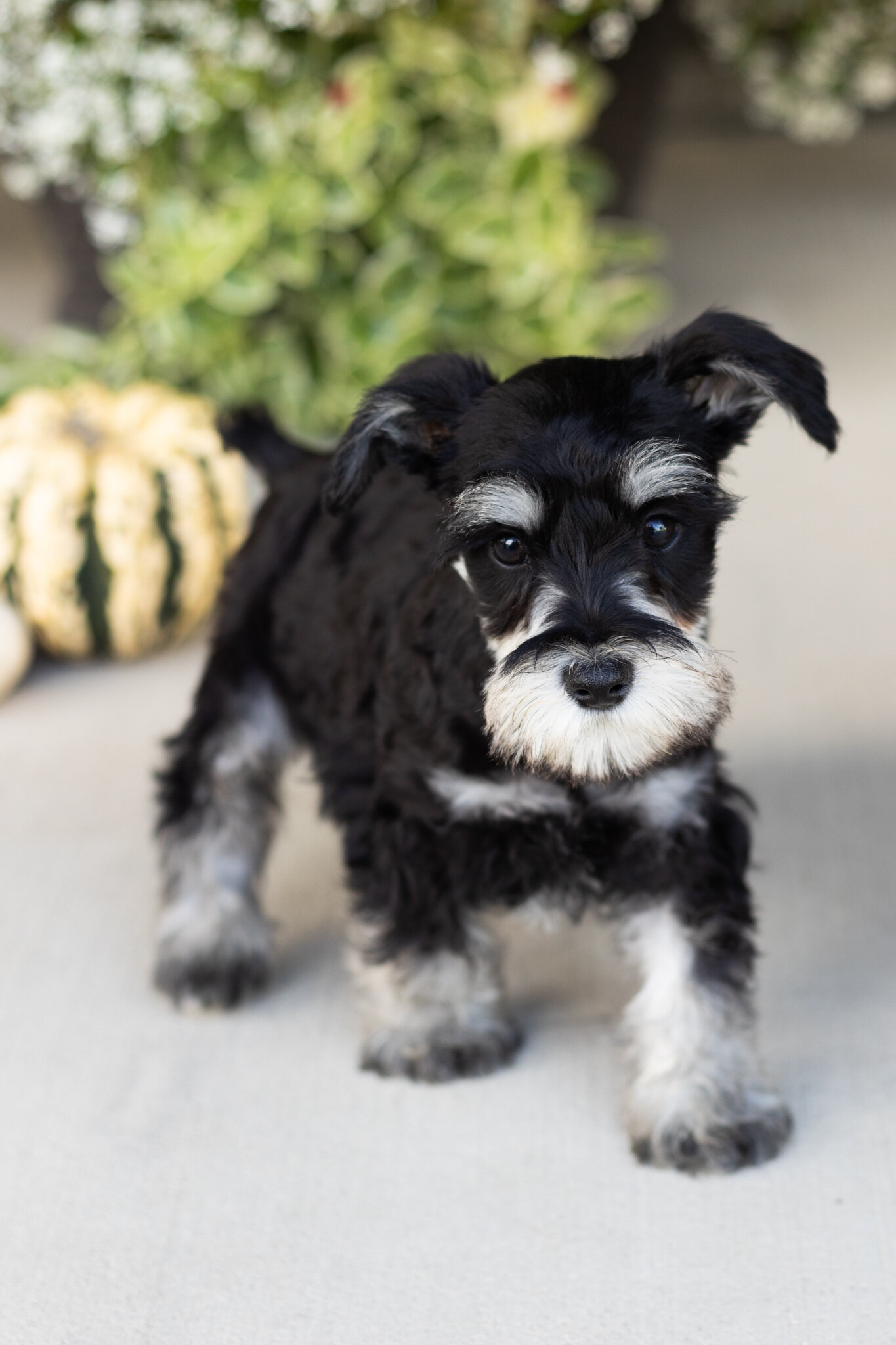 AKC MINI schnauzer male pup in Indiana (SUNNY) image 1