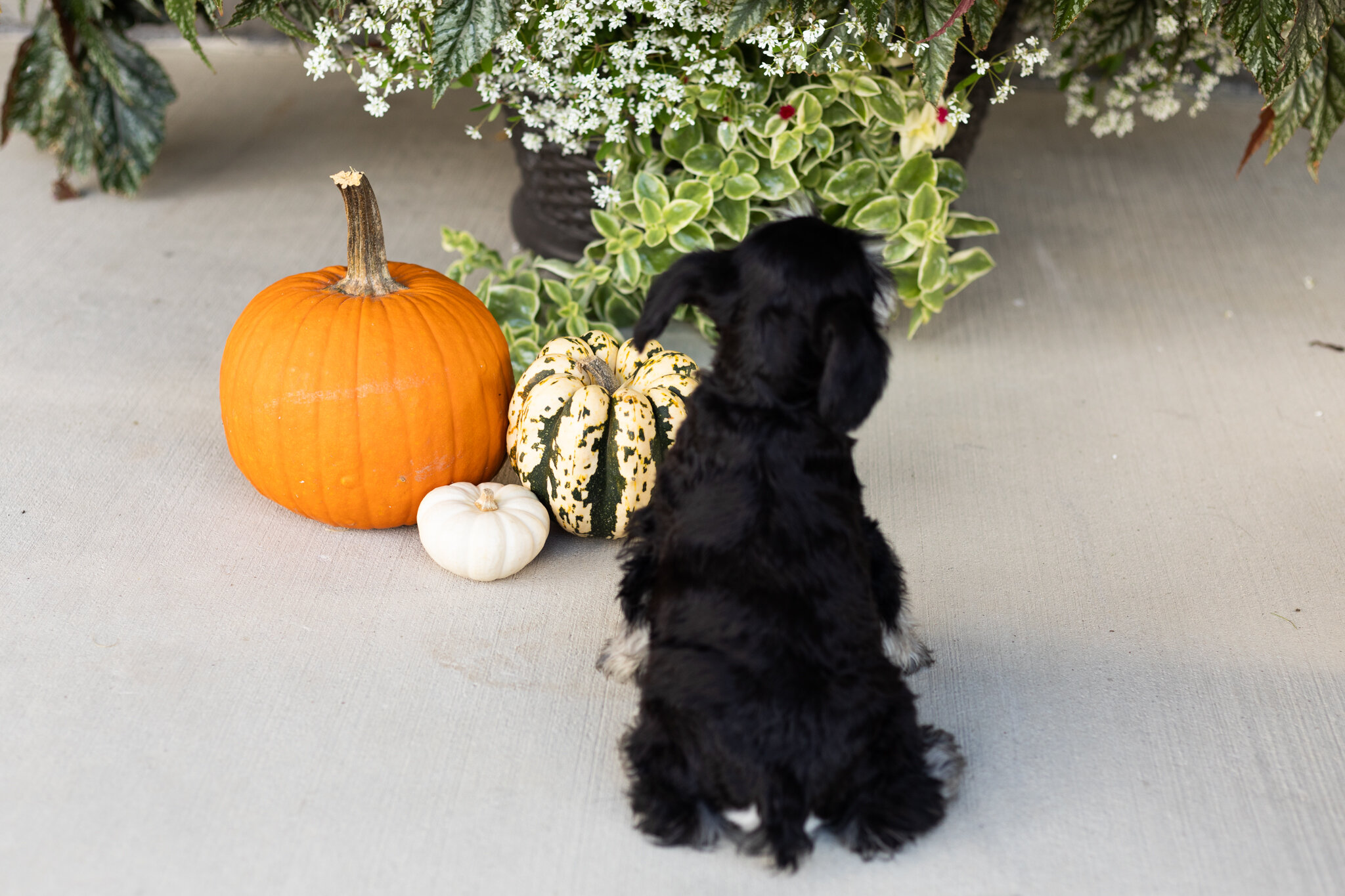AKC MINI schnauzer male pup in Indiana (SUNNY) image 2