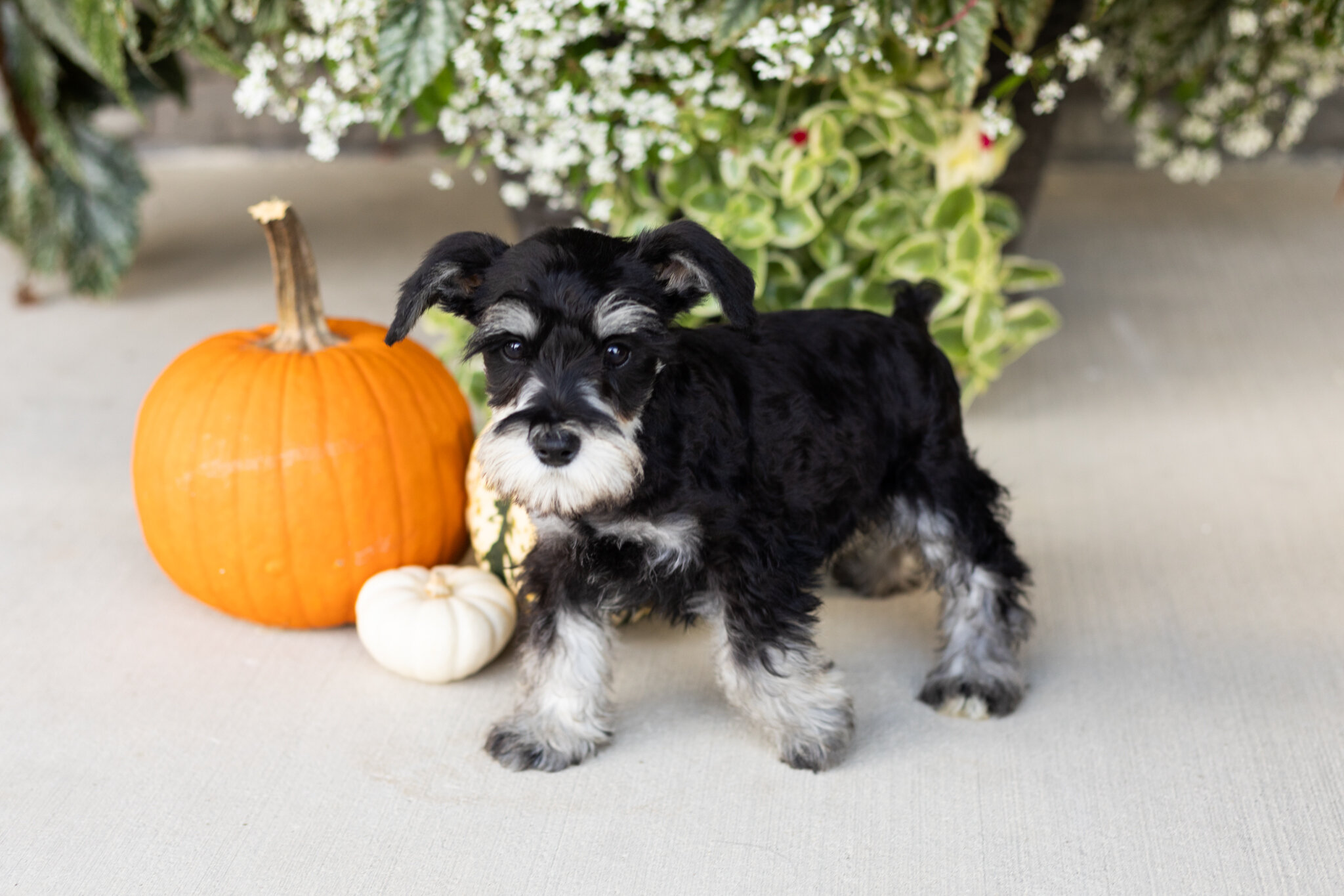 AKC MINI schnauzer male pup in Indiana (SUNNY) image 3