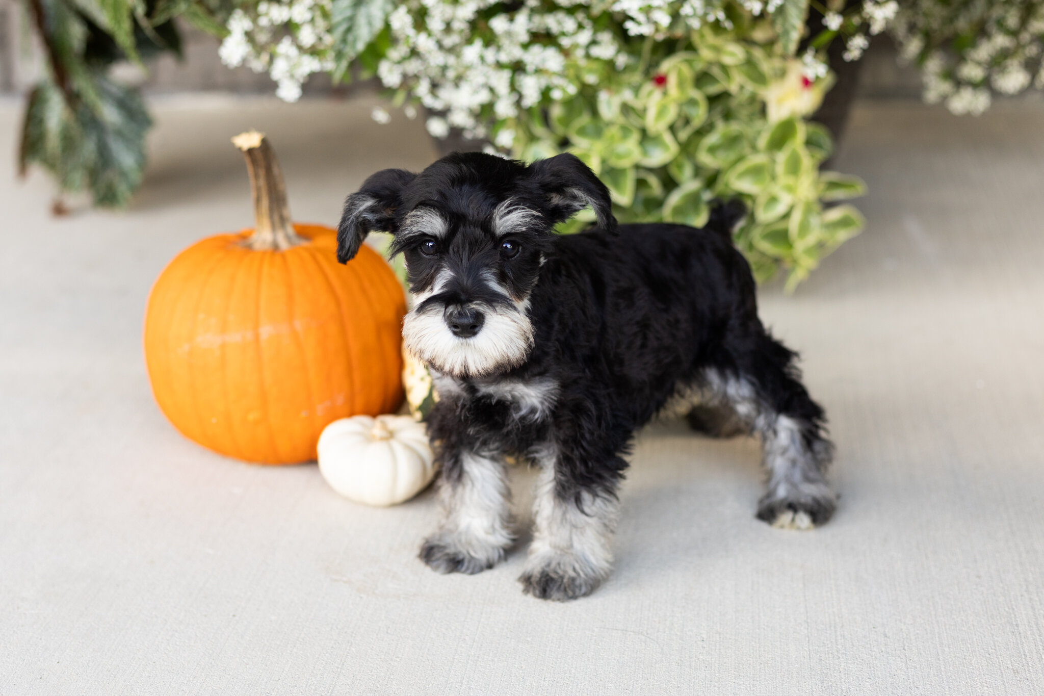 AKC MINI schnauzer male pup in Indiana (SUNNY) image 4