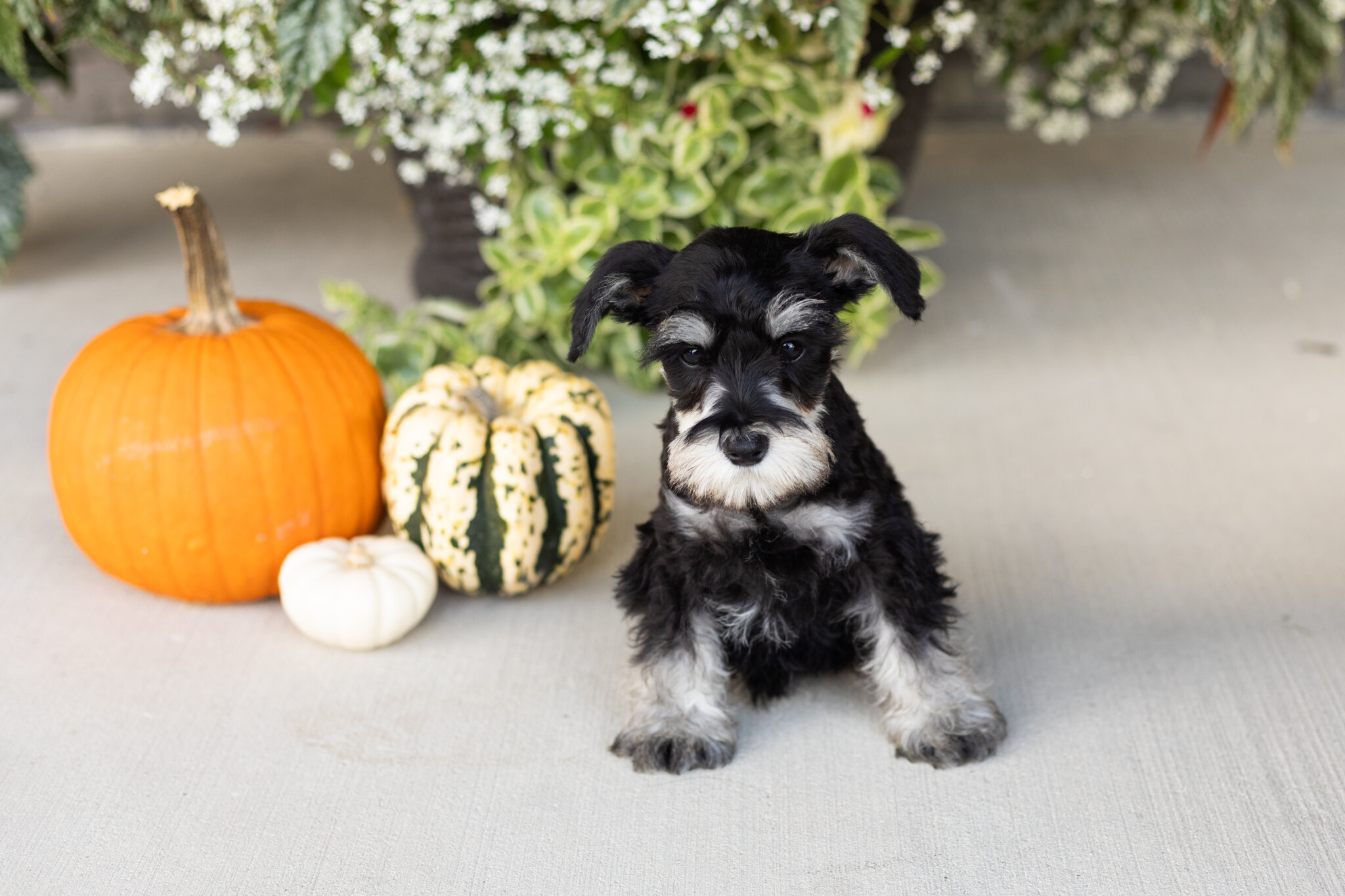AKC MINI schnauzer male pup in Indiana (SUNNY) image 5