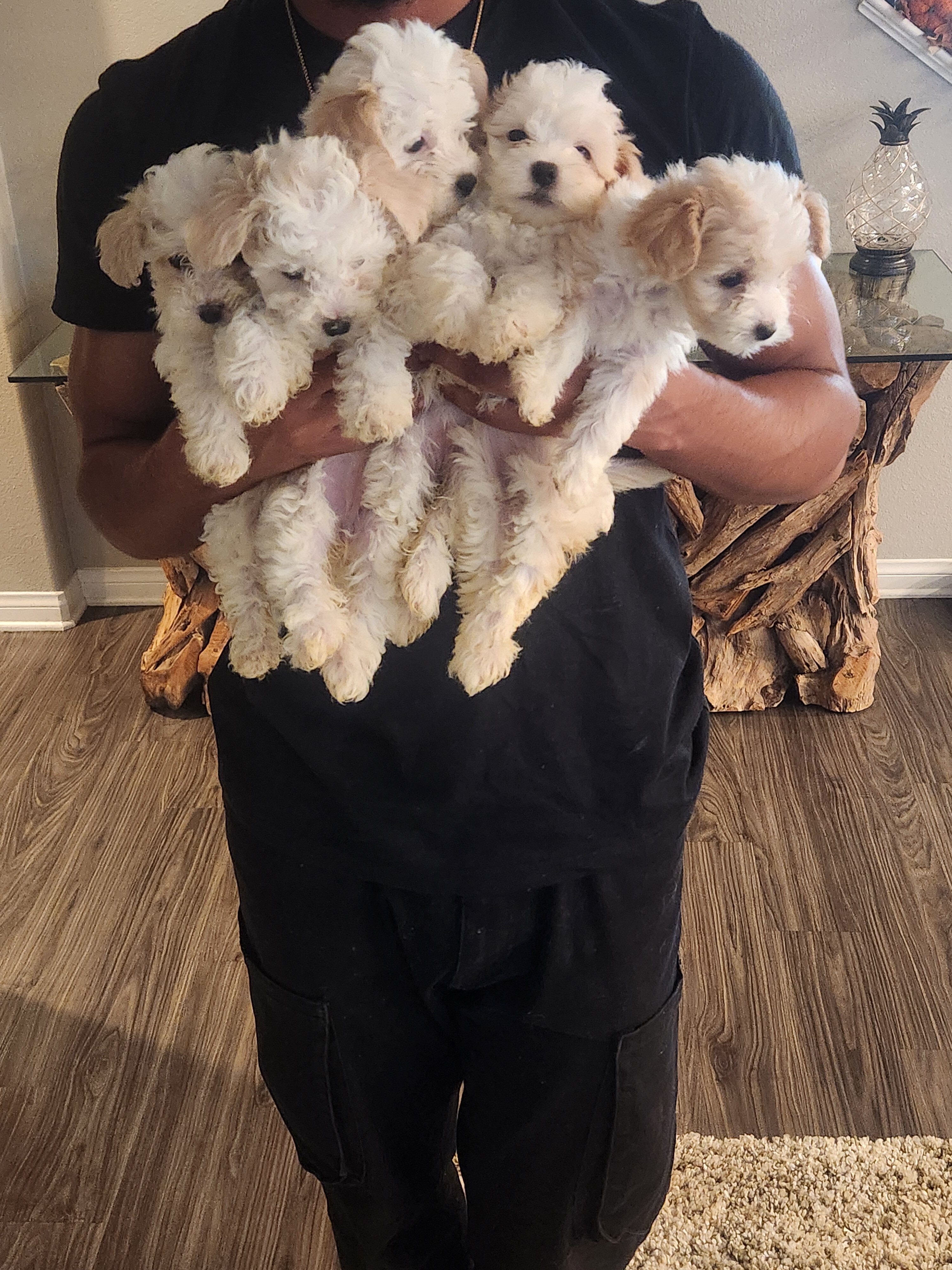 4 Girl Maltipoo 5 weeks old $950 image 1