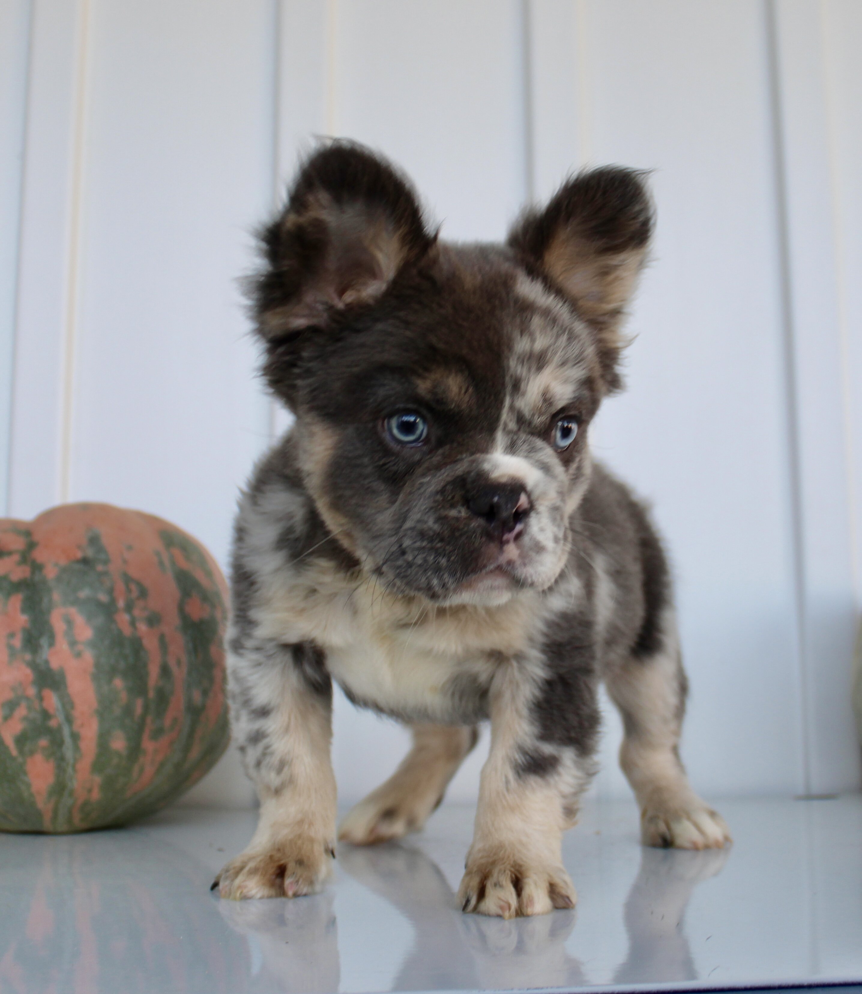 Dakota Male AKC Fluffy French Bulldog image 10