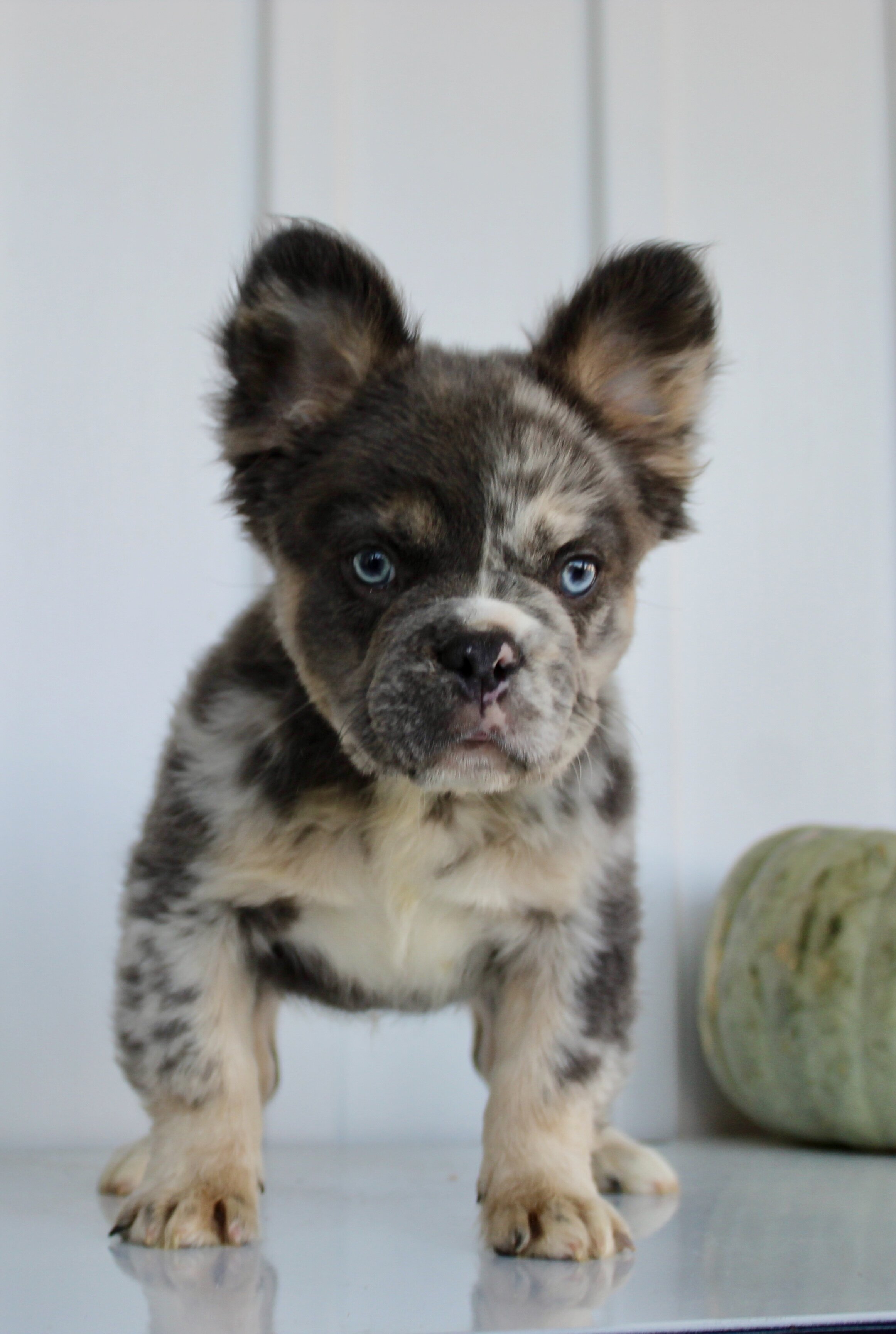 Dakota Male AKC Fluffy French Bulldog image 8