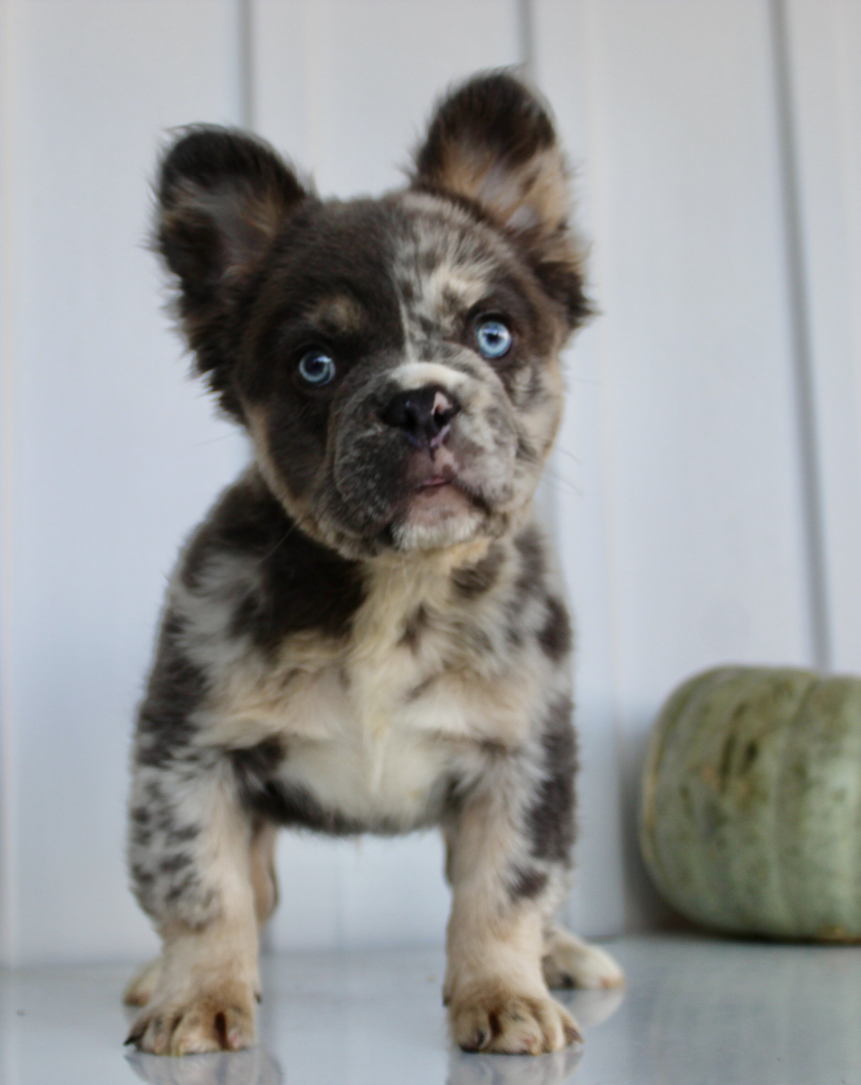 Dakota Male AKC Fluffy French Bulldog image 9