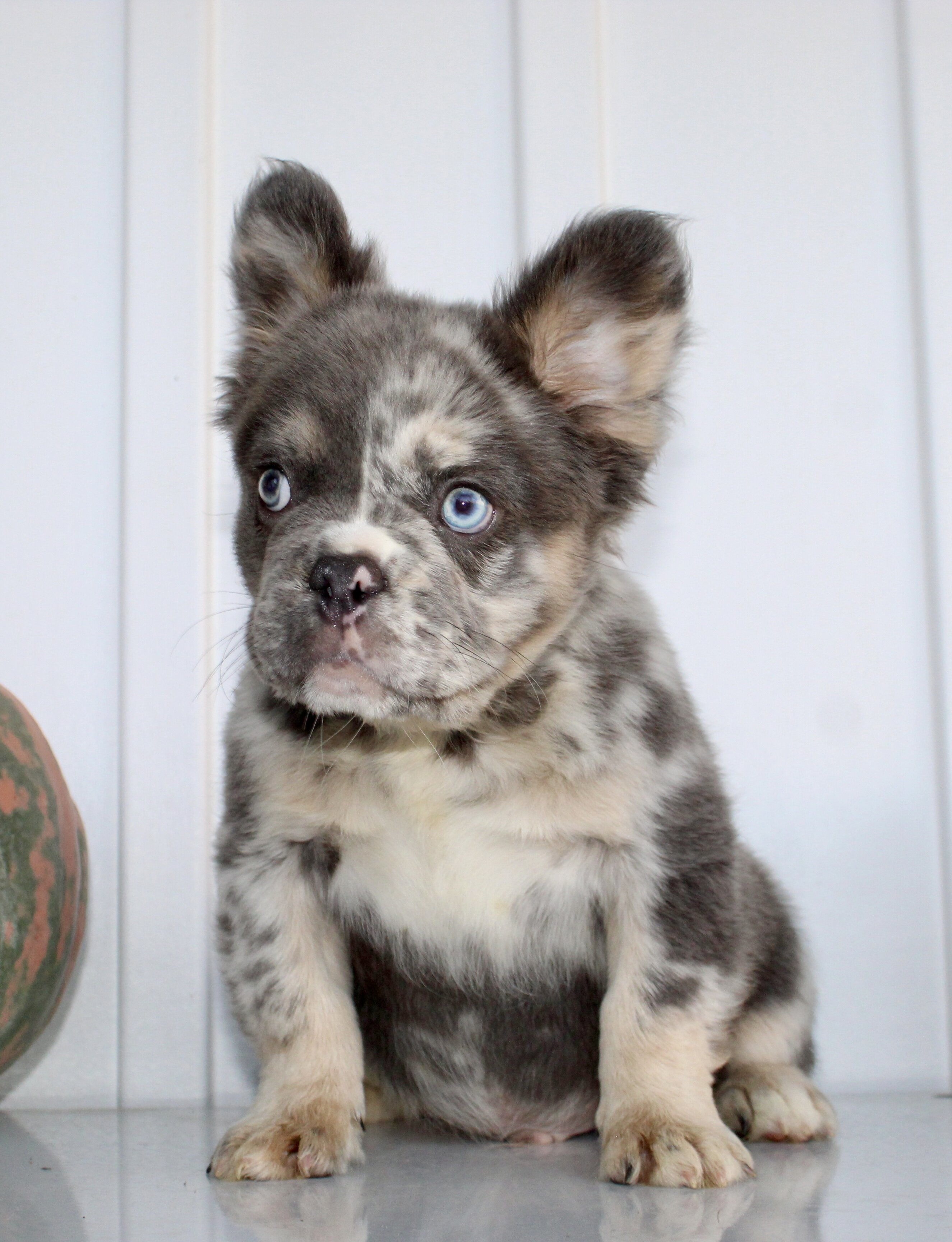 Dakota Male AKC Fluffy French Bulldog image 6