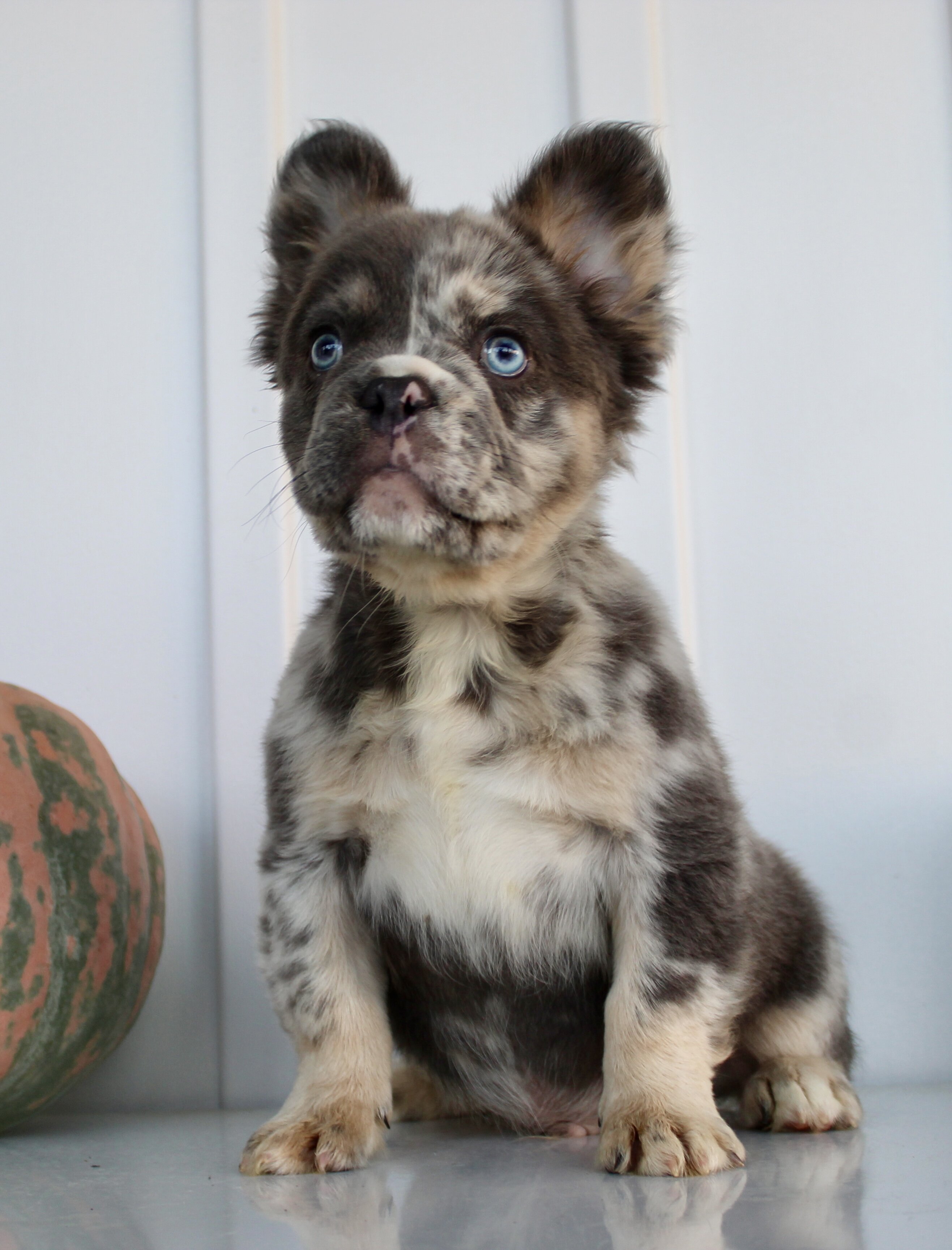 Dakota Male AKC Fluffy French Bulldog image 7