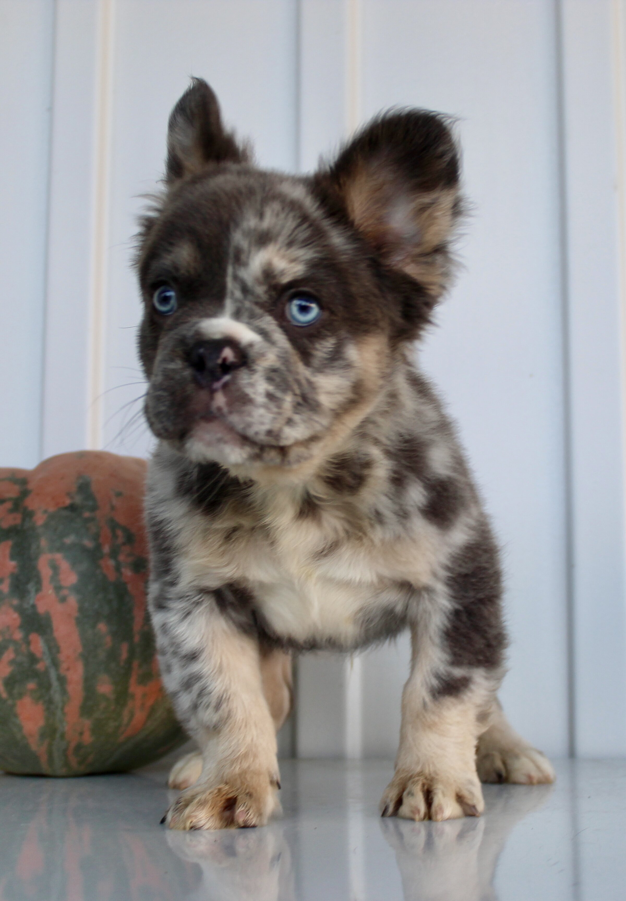 Dakota Male AKC Fluffy French Bulldog image 4
